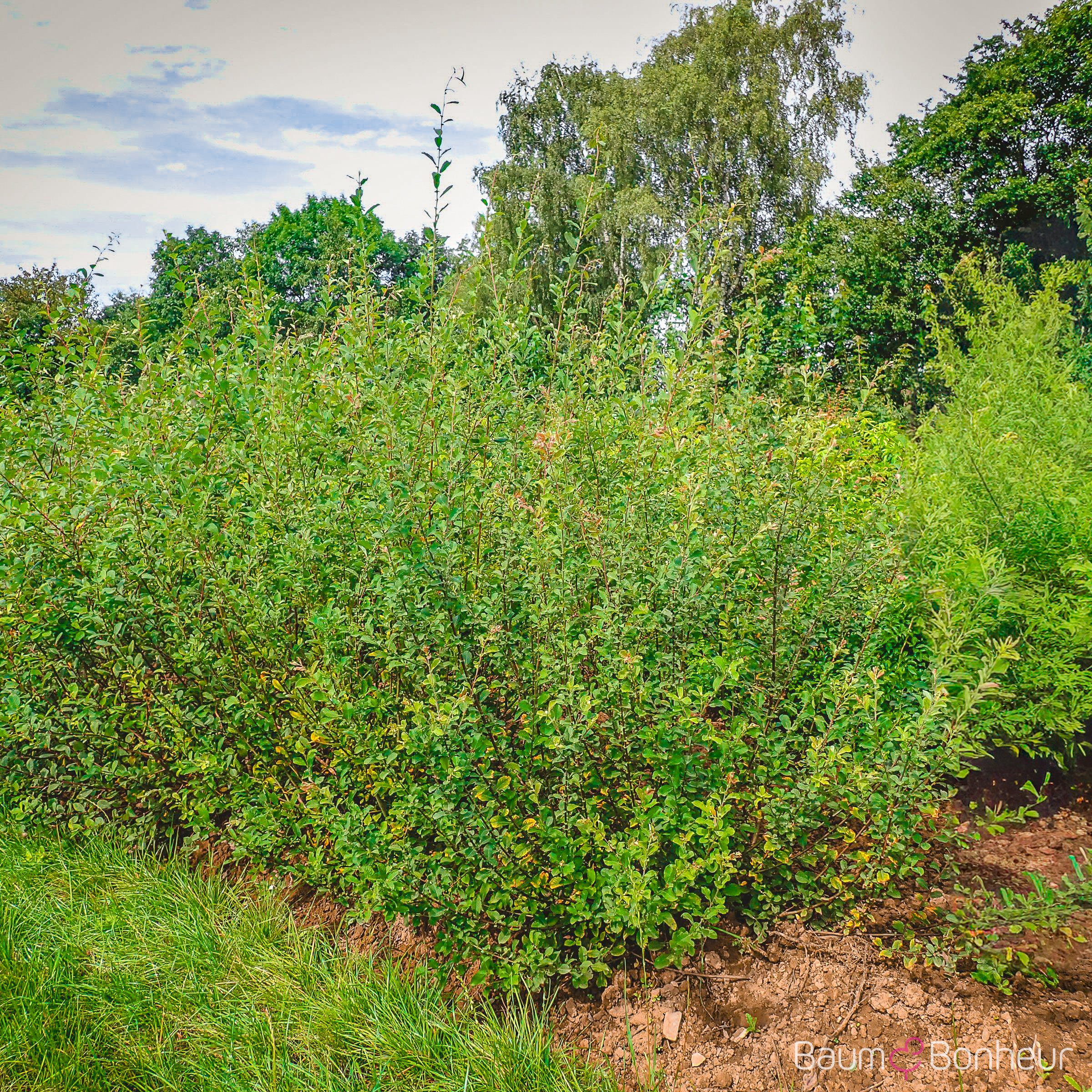 Salix aurita