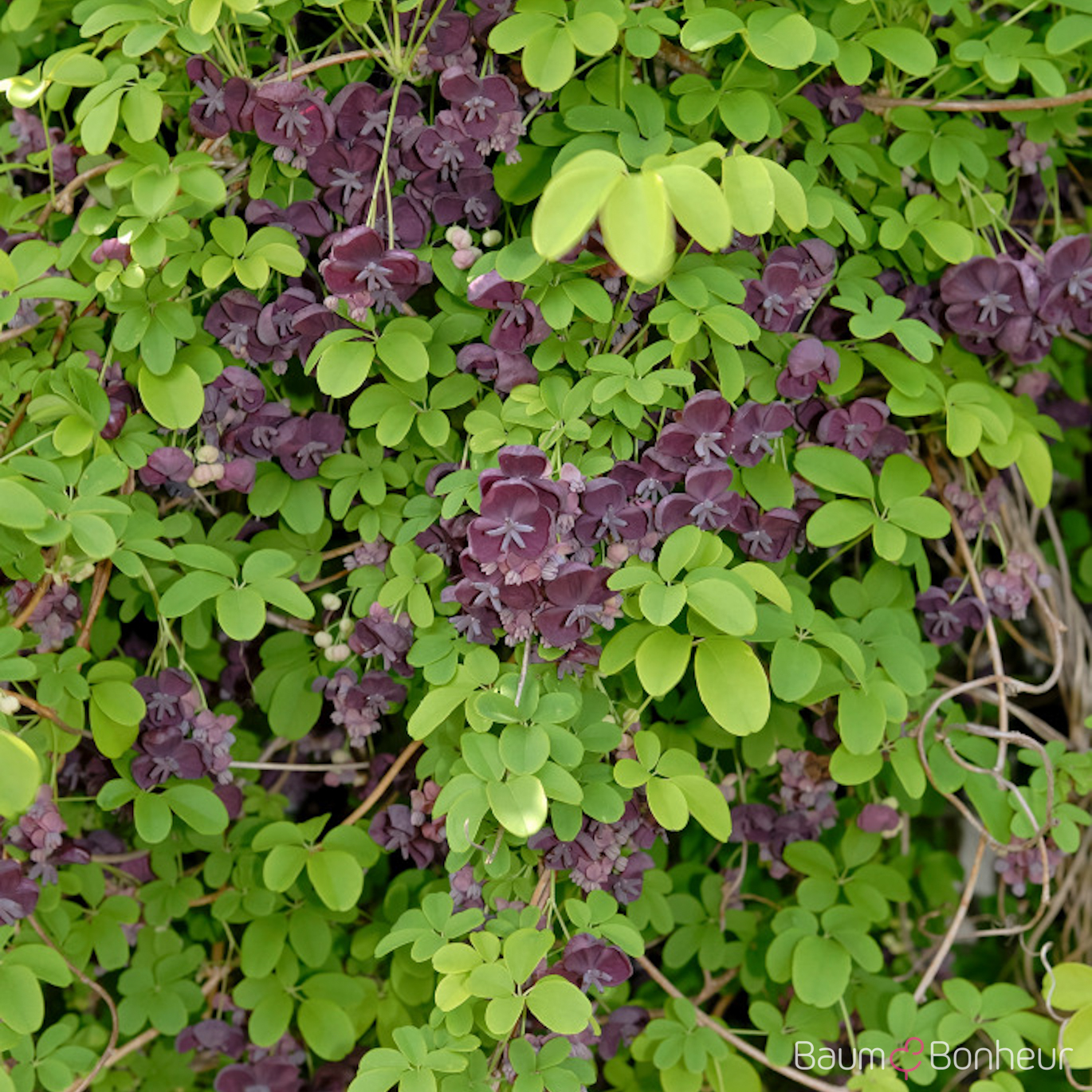 Akebia quinata