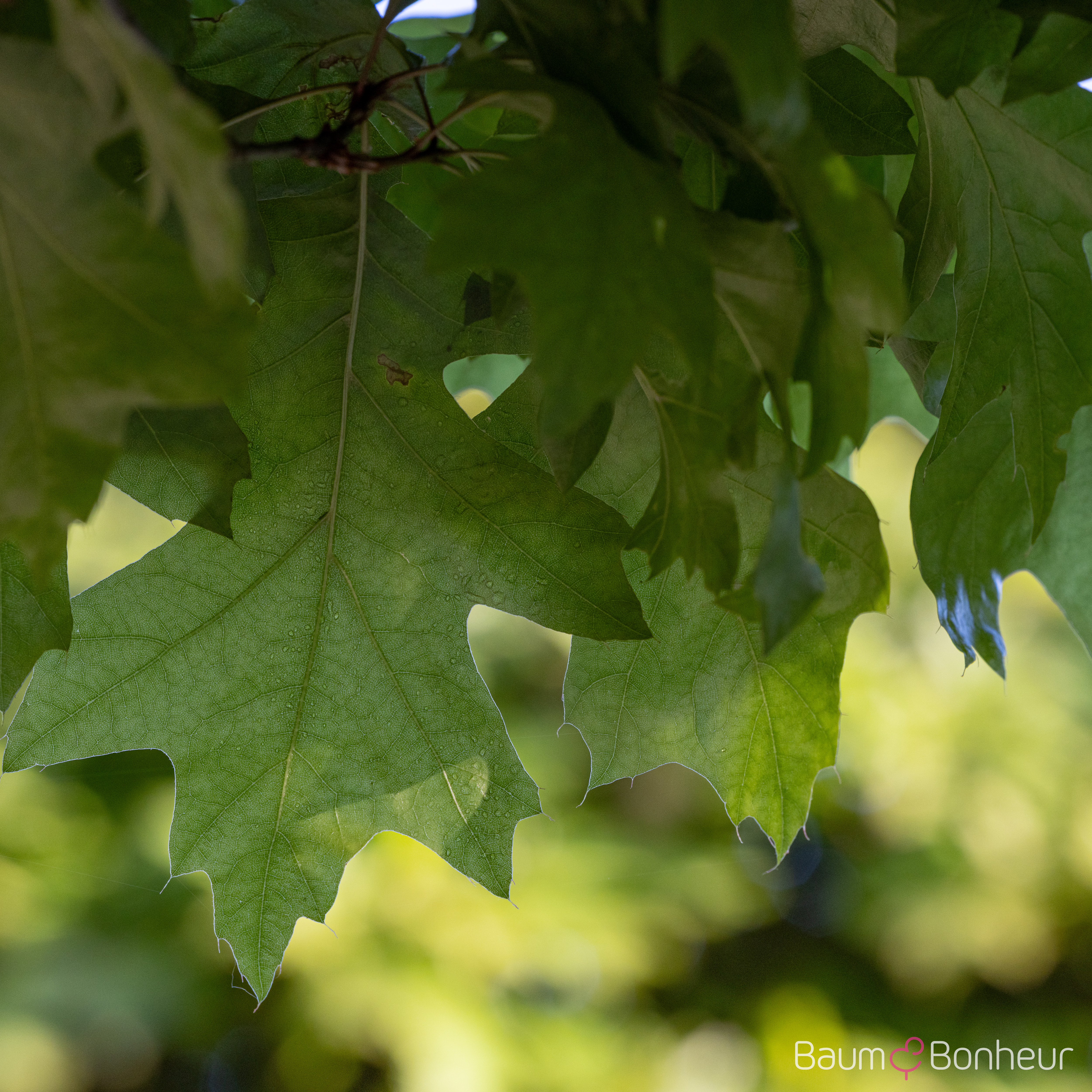 Quercus palustris 'Green Dwarf'