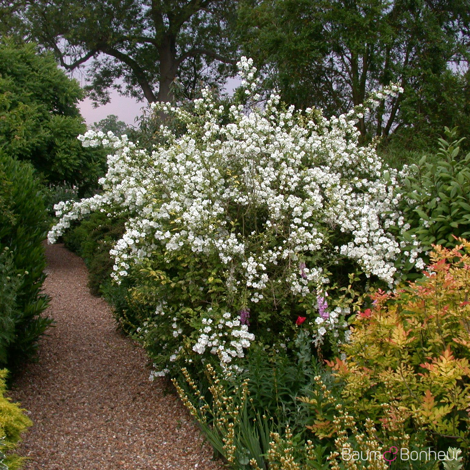 Philadelphus 'Virginal'