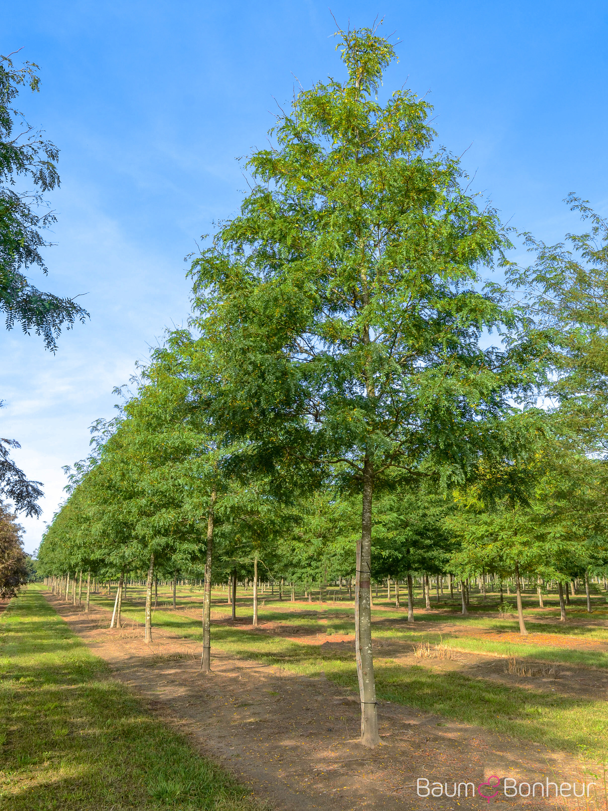 Gleditsia triacanthos f. inermis