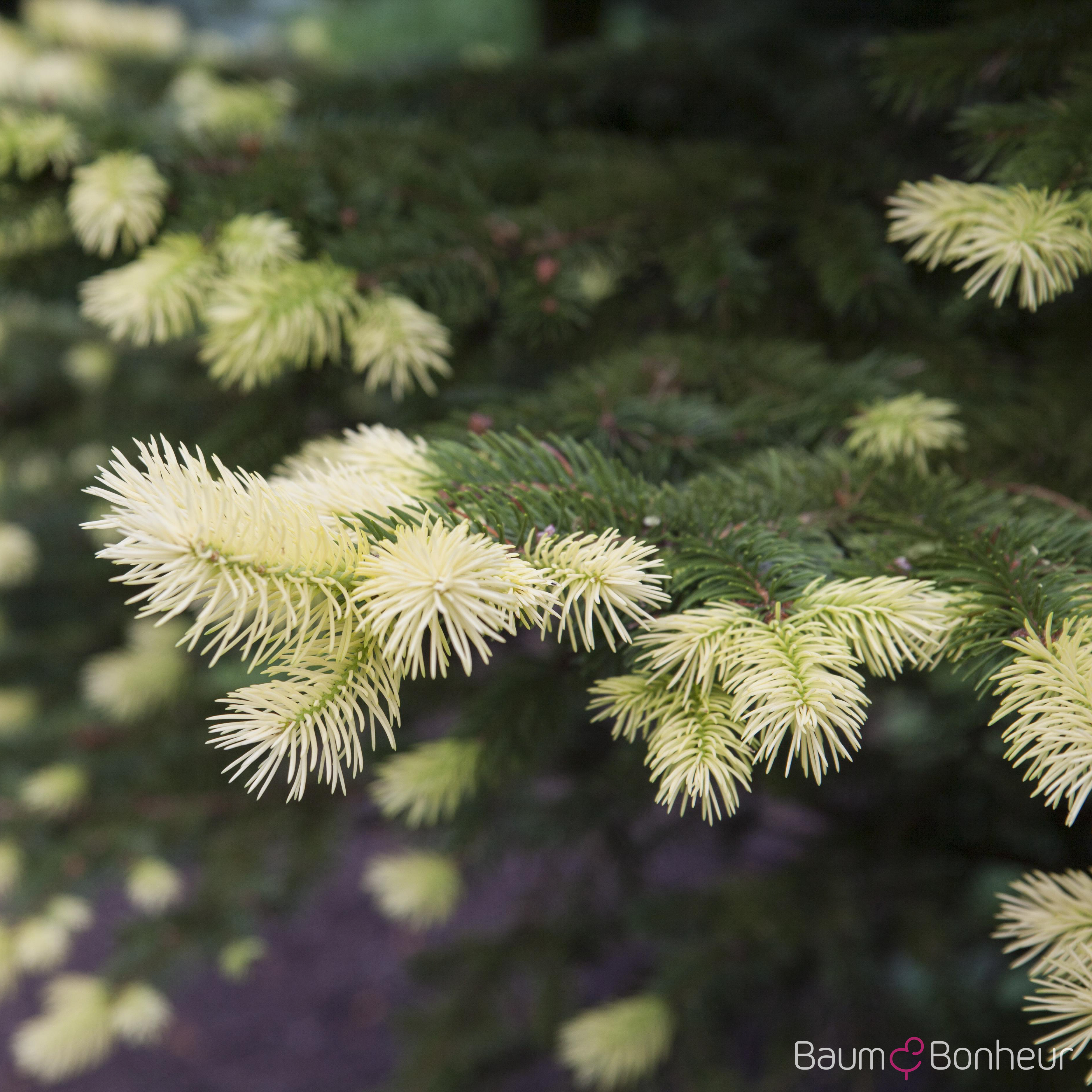 Picea pungens