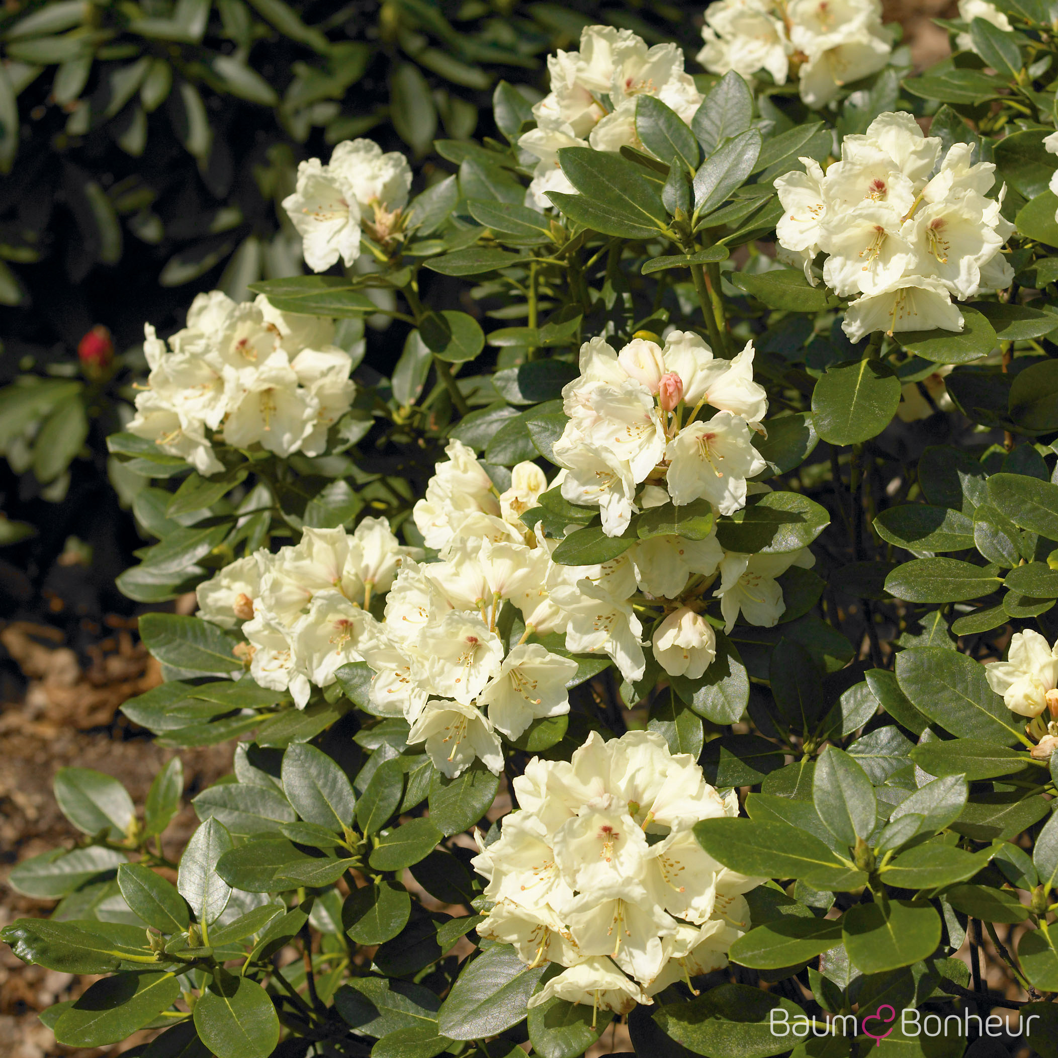 Rhododendron yakushimanum 'Flava'
