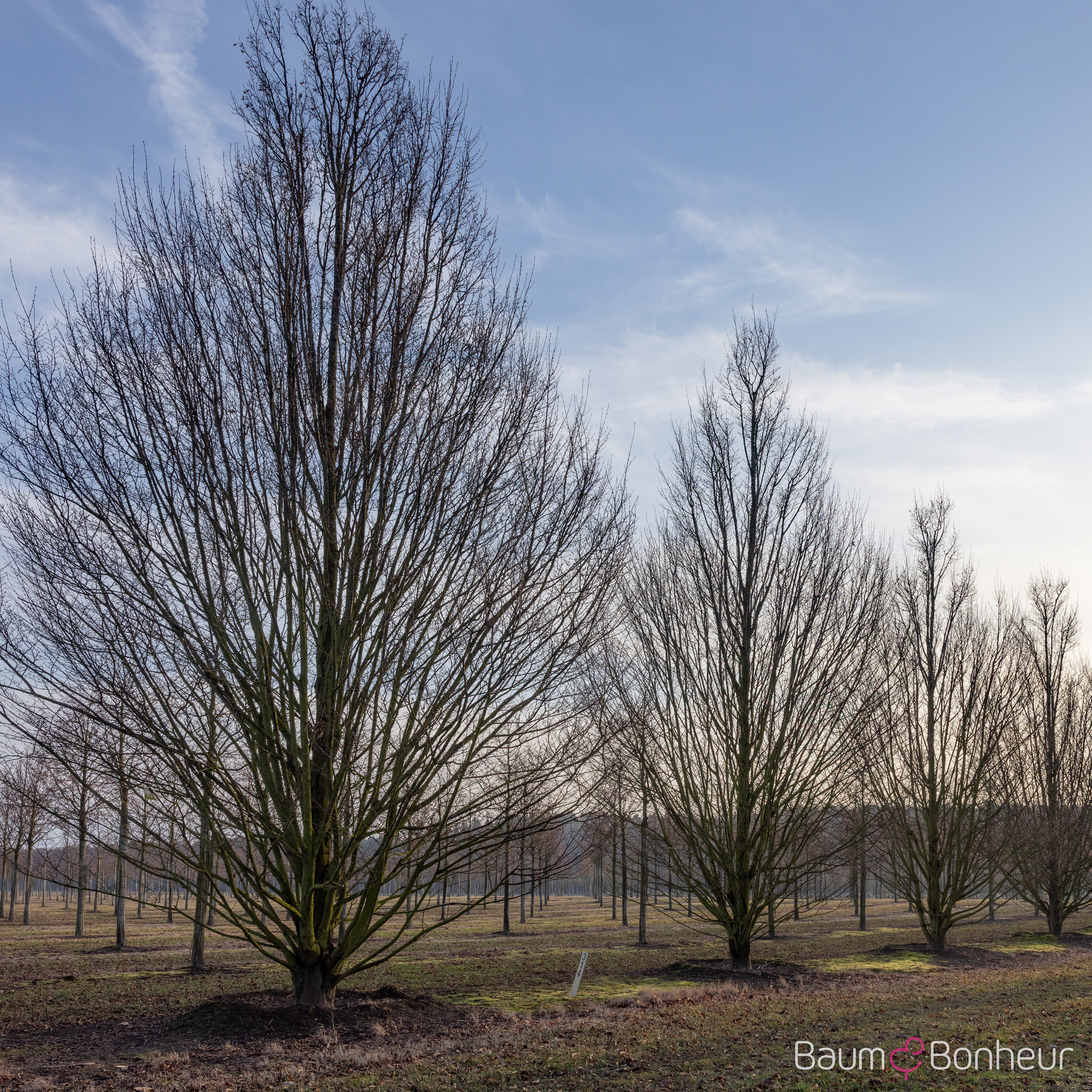 Carpinus betulus 'Fastigiata'