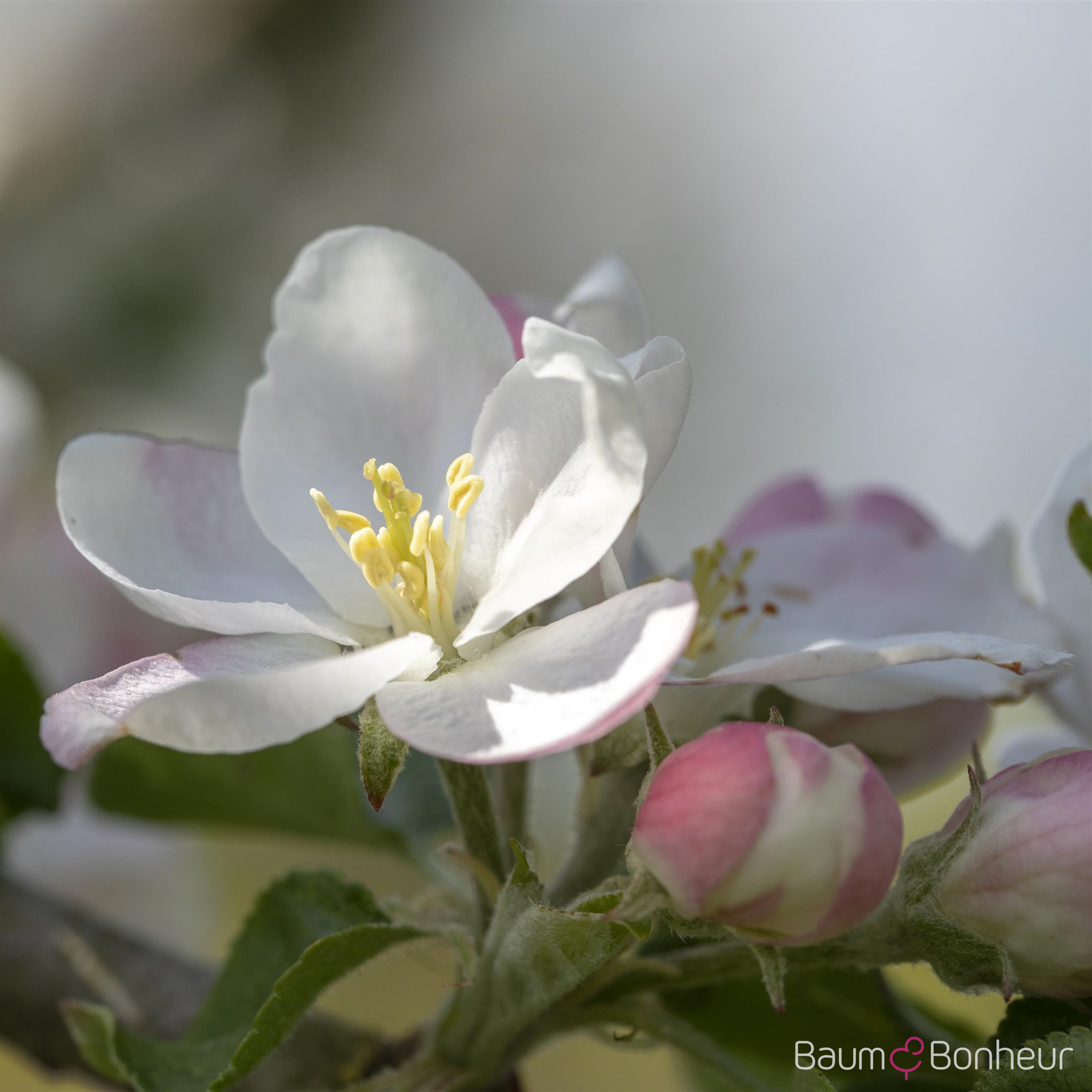 Malus 'Rheinischer Bohnapfel'