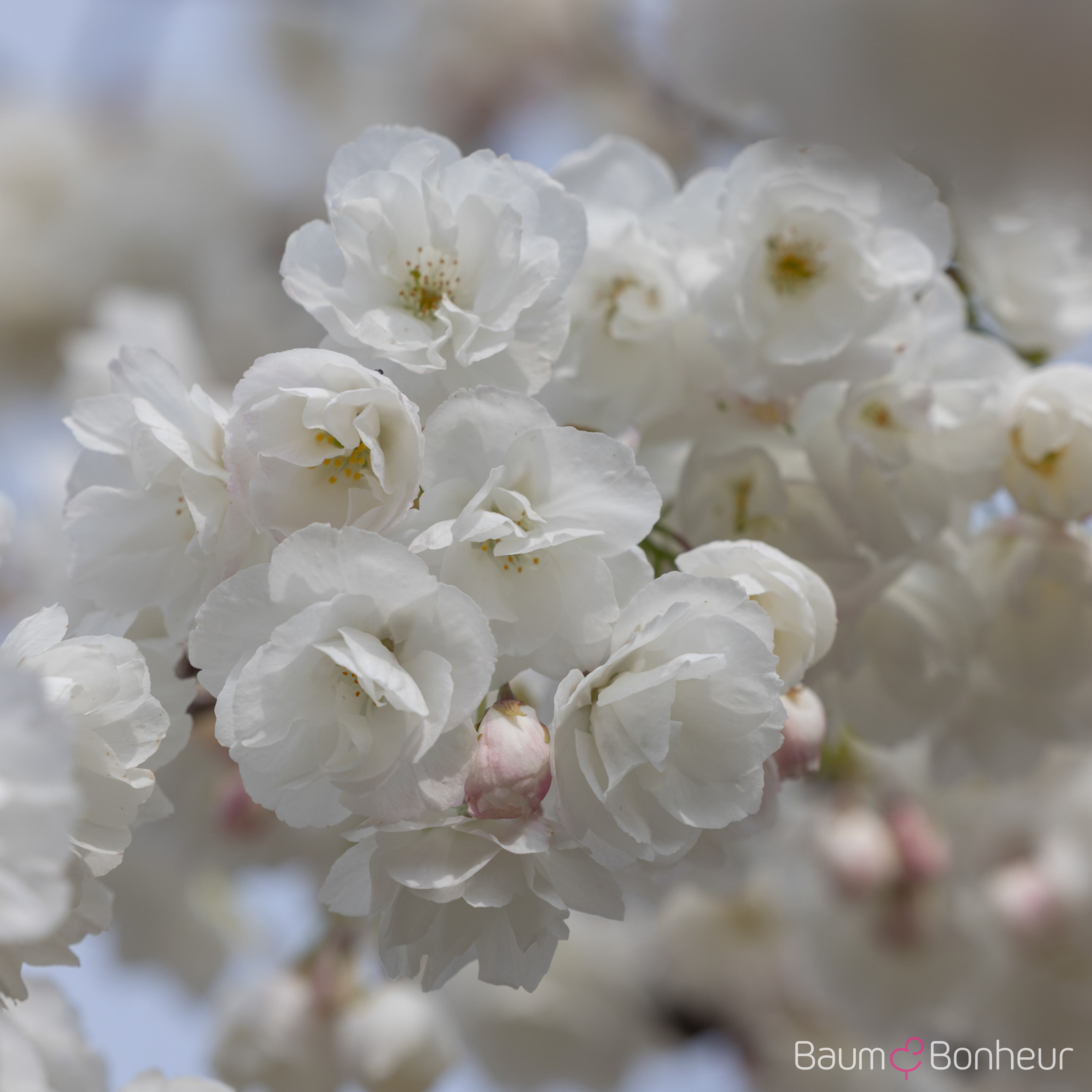 Prunus serrulata 'Shirotae'