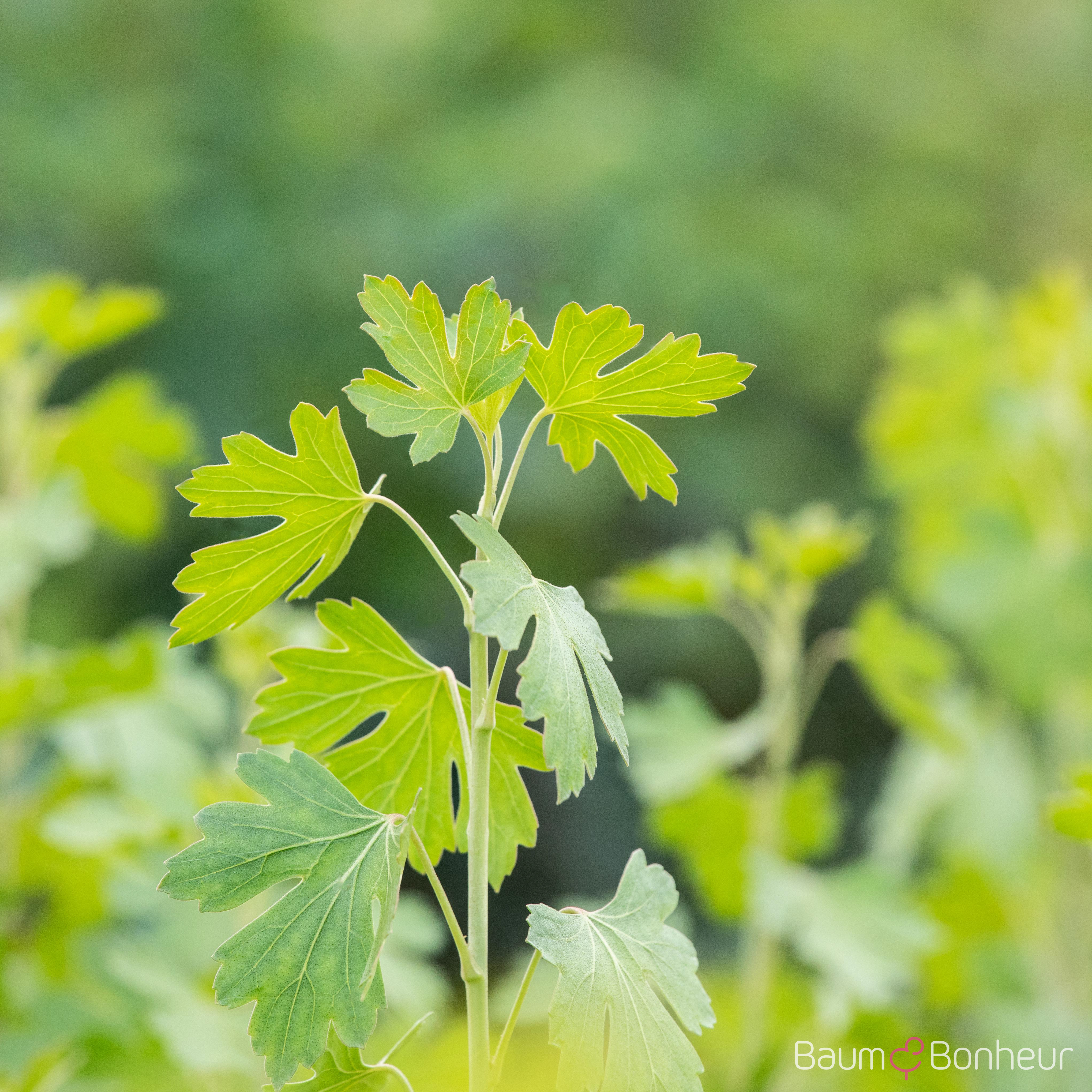 Ribes aureum
