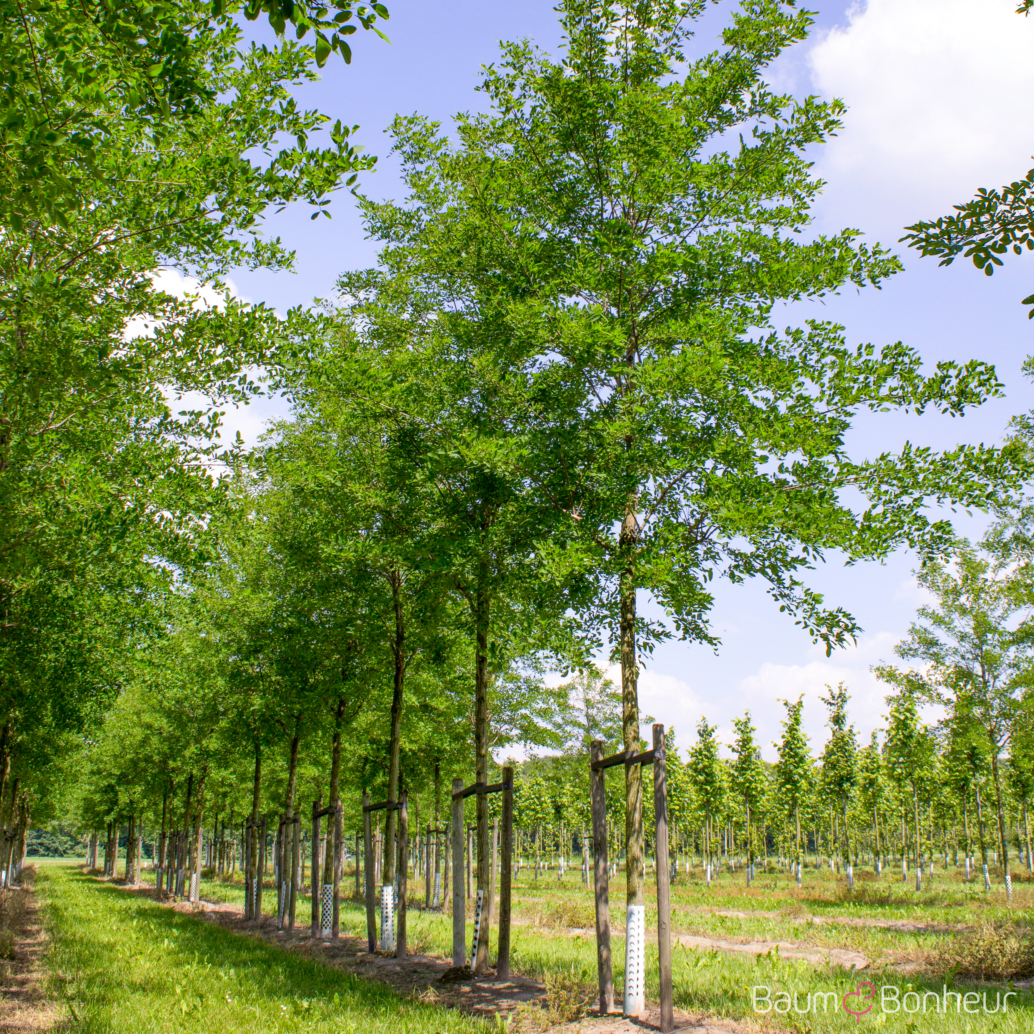 Robinia pseudoacacia 'Sandraudiga'
