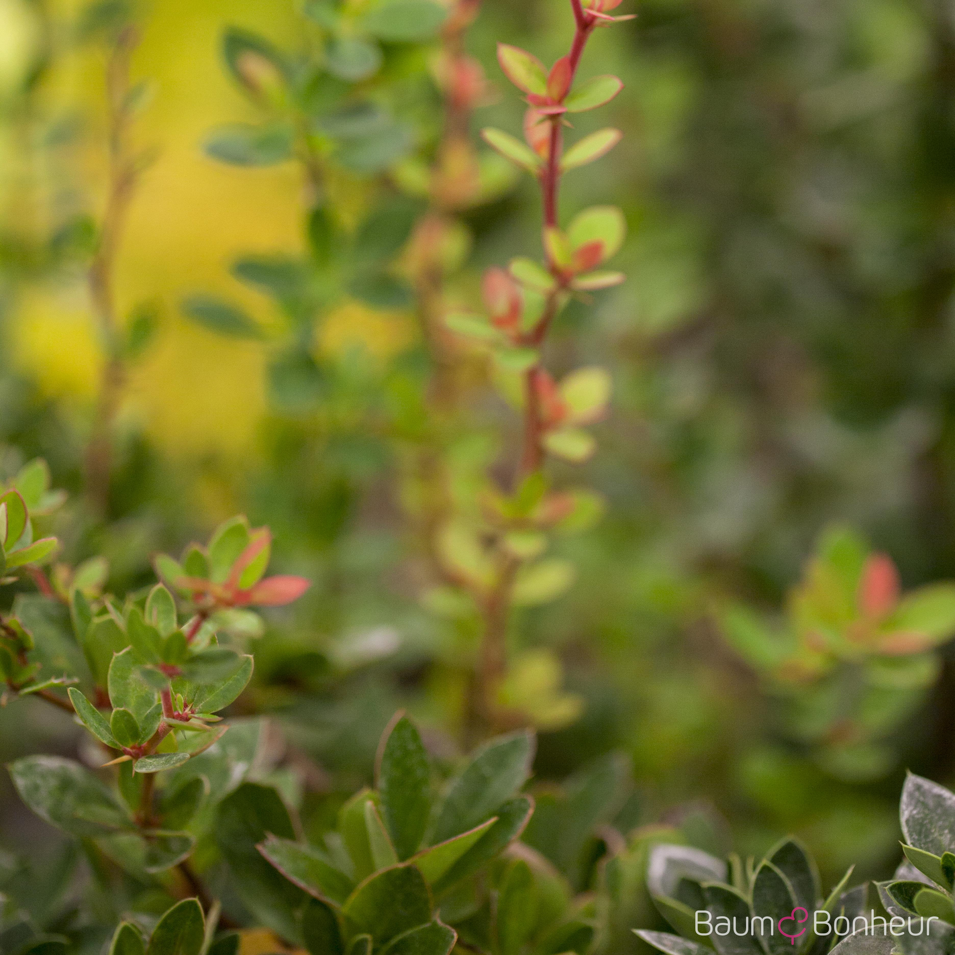 Berberis buxifolia 'Nana'