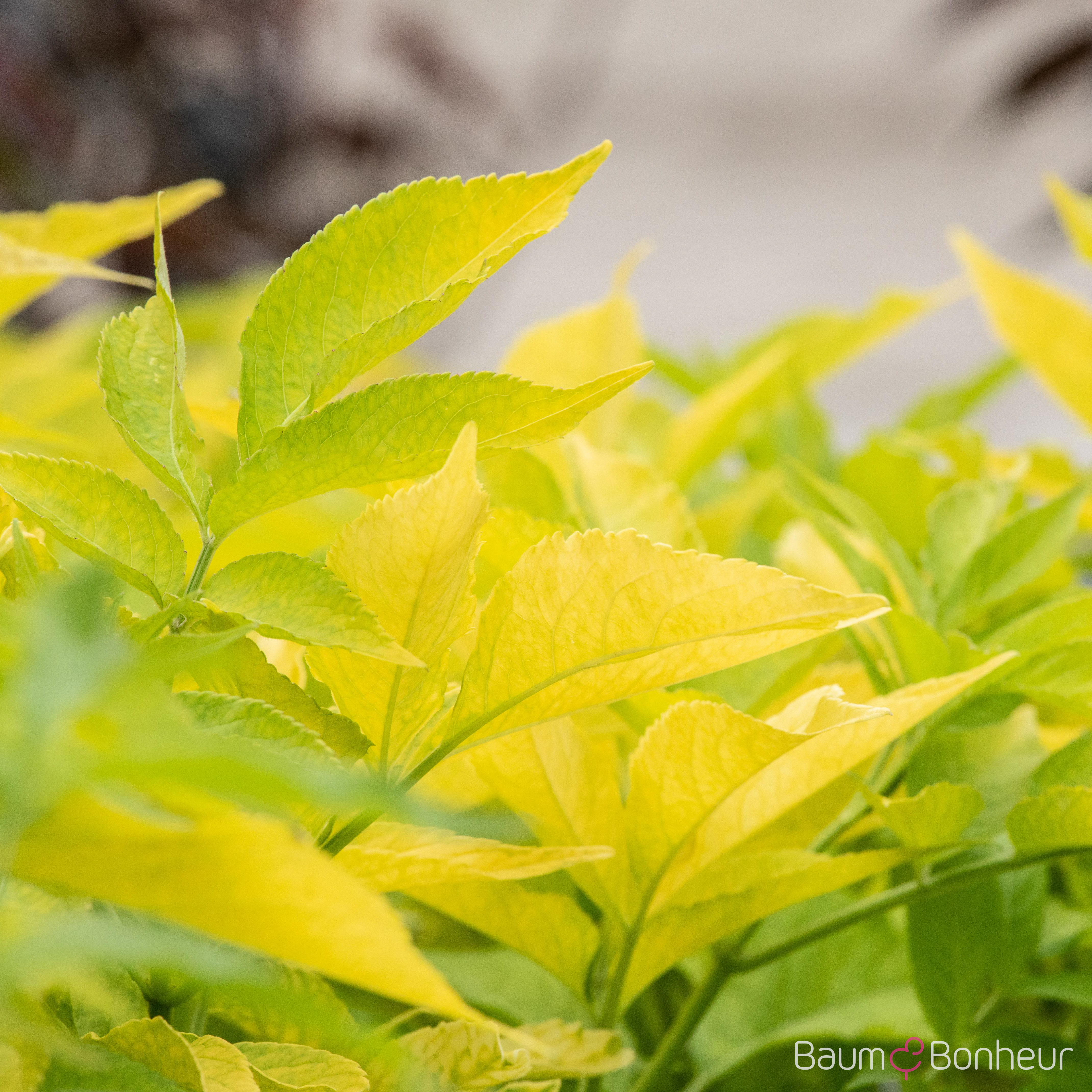 Sambucus canadensis 'Aurea'