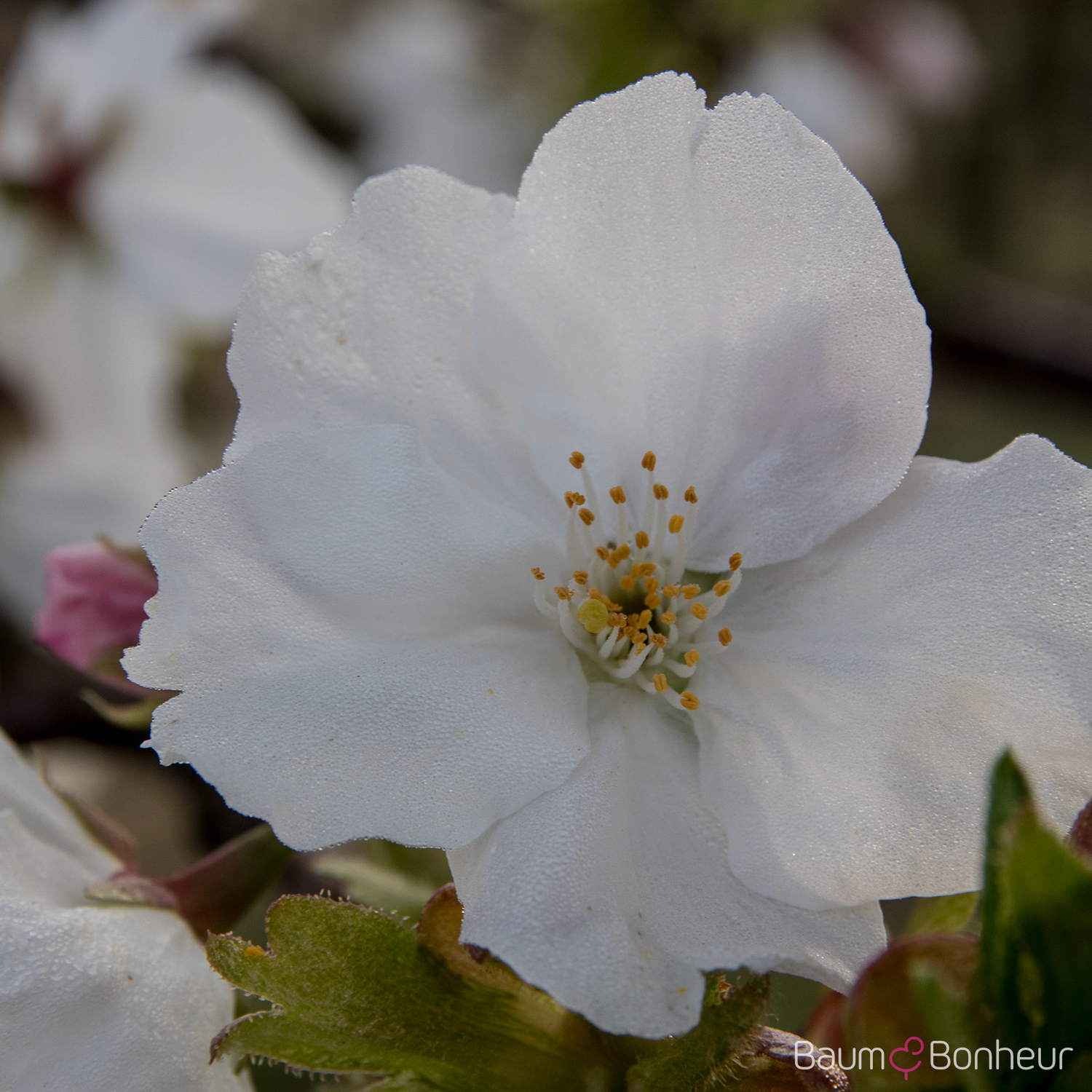 Prunus serrulata 'Taihaku'