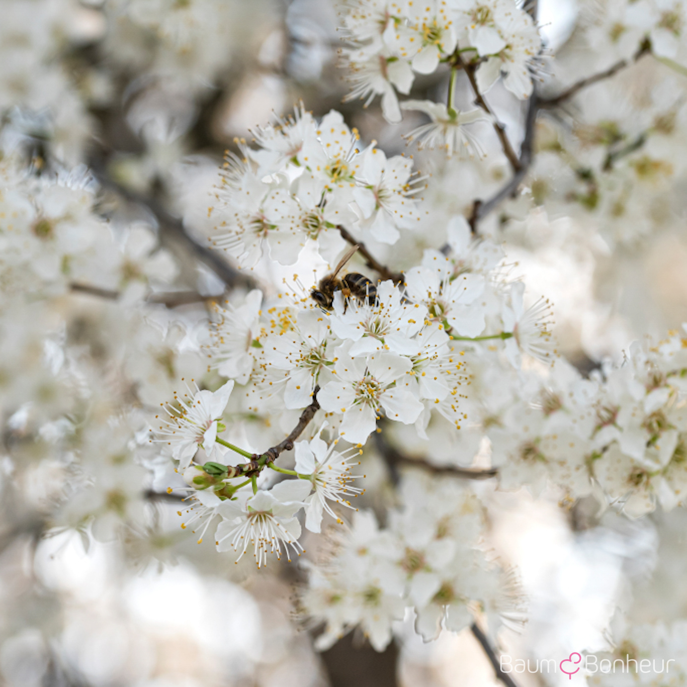 Prunus cerasifera