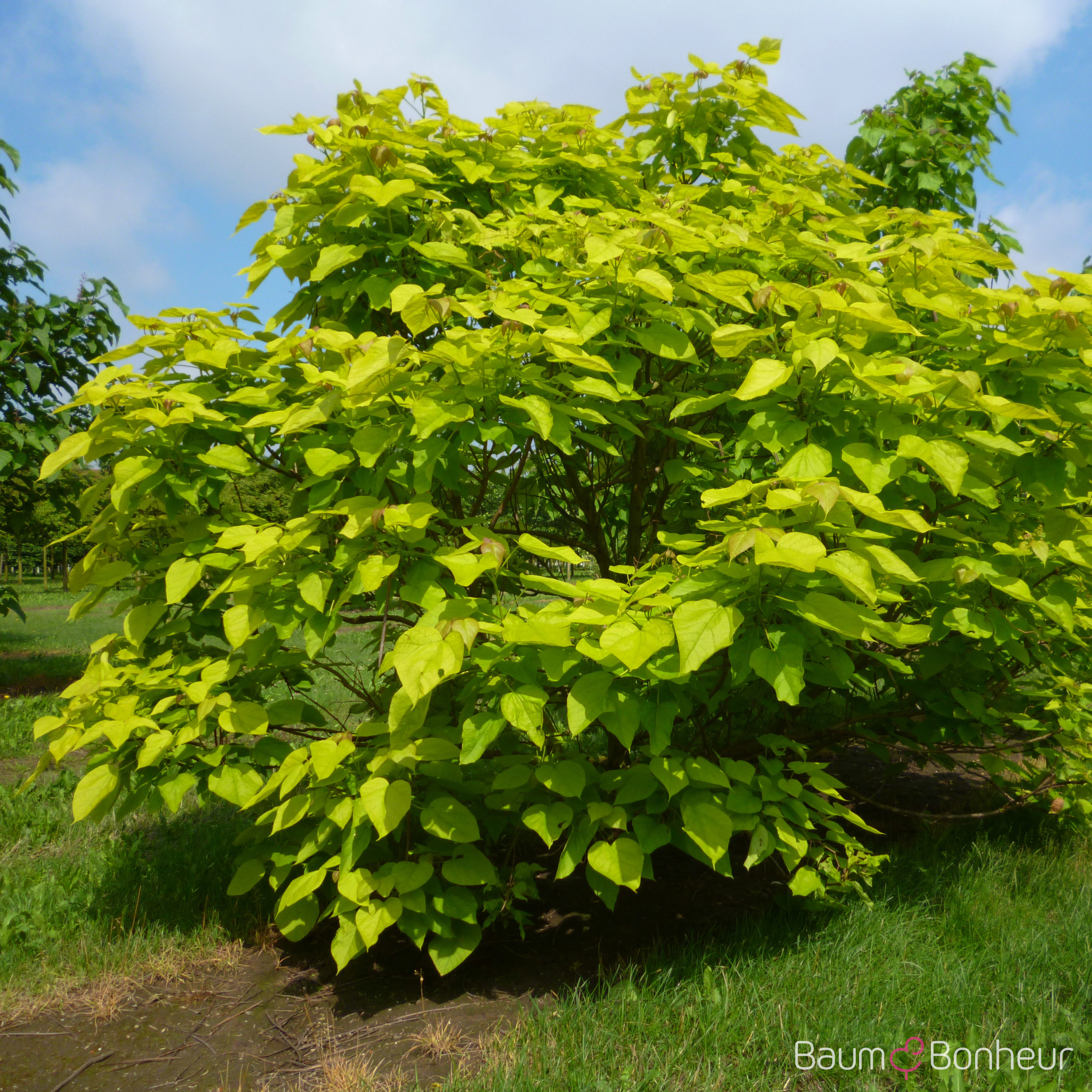 Catalpa bignonioides 'Aurea'