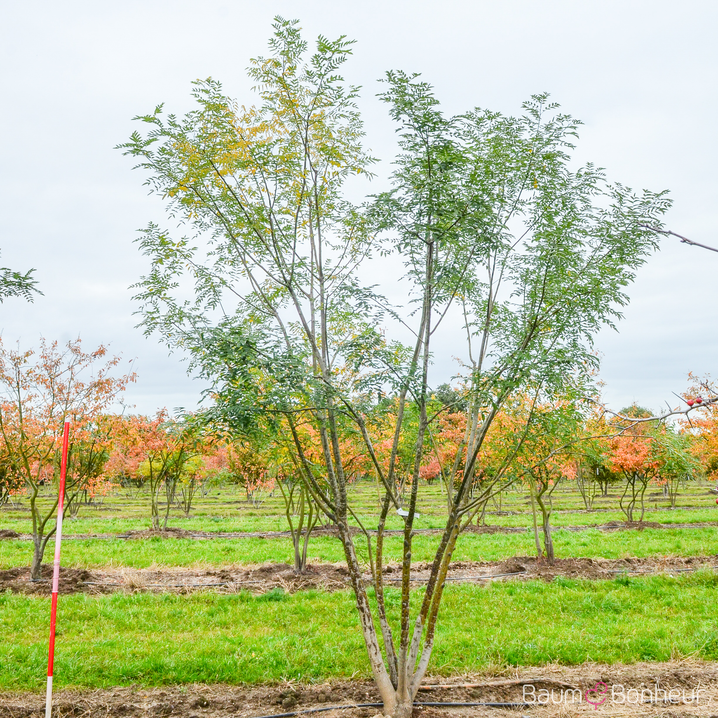 Sophora japonica 'Regent'