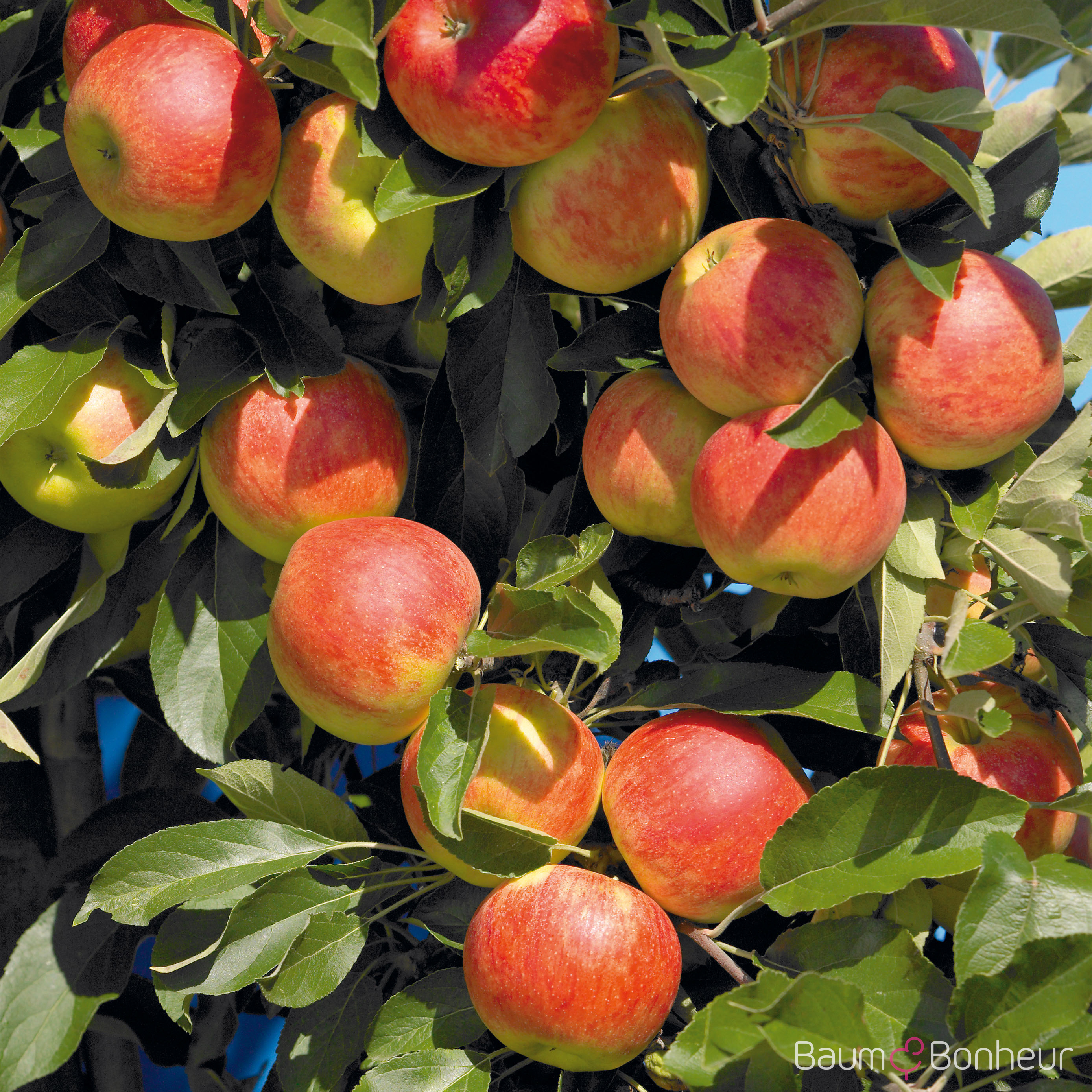 Malus 'Elstar'
