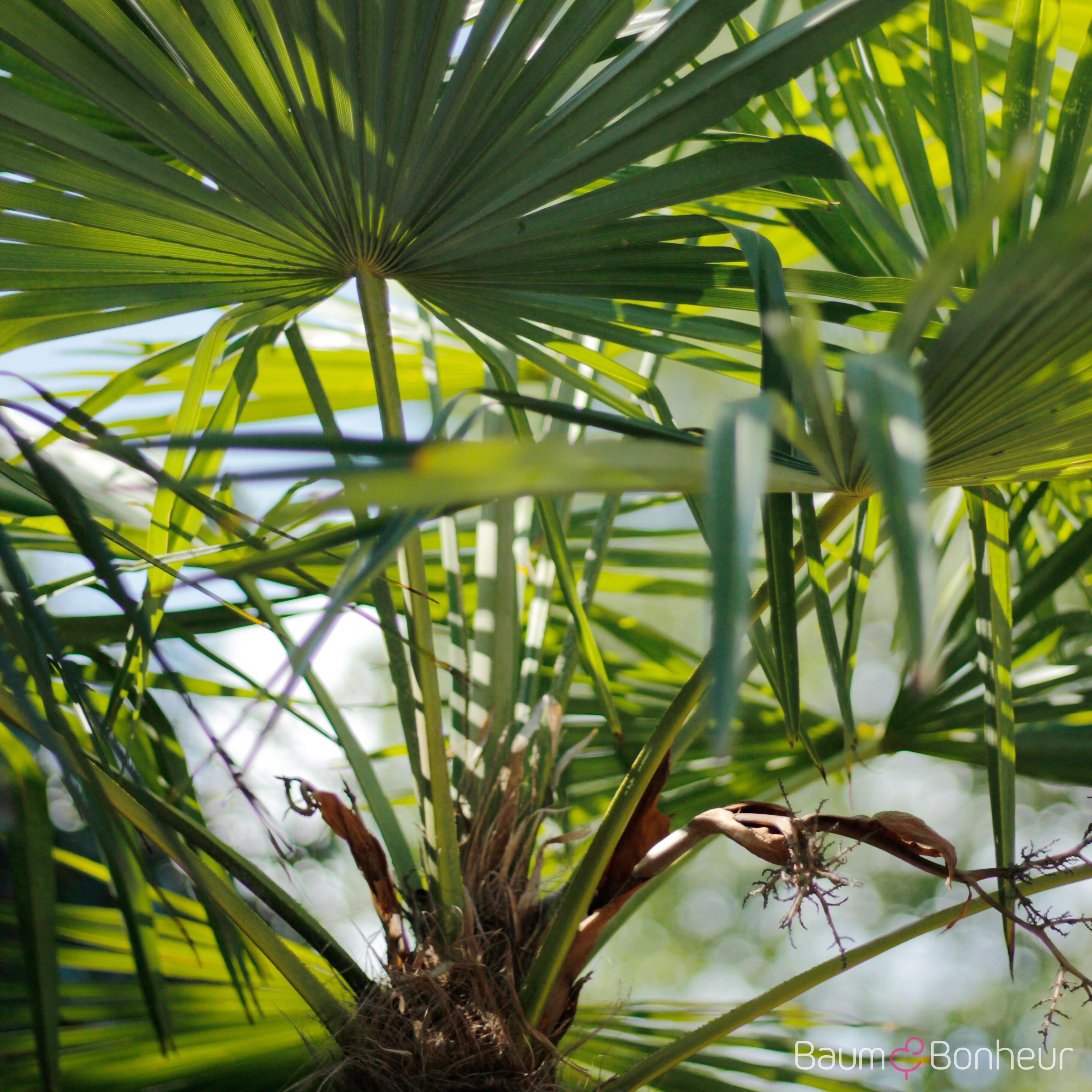 Trachycarpus fortunei