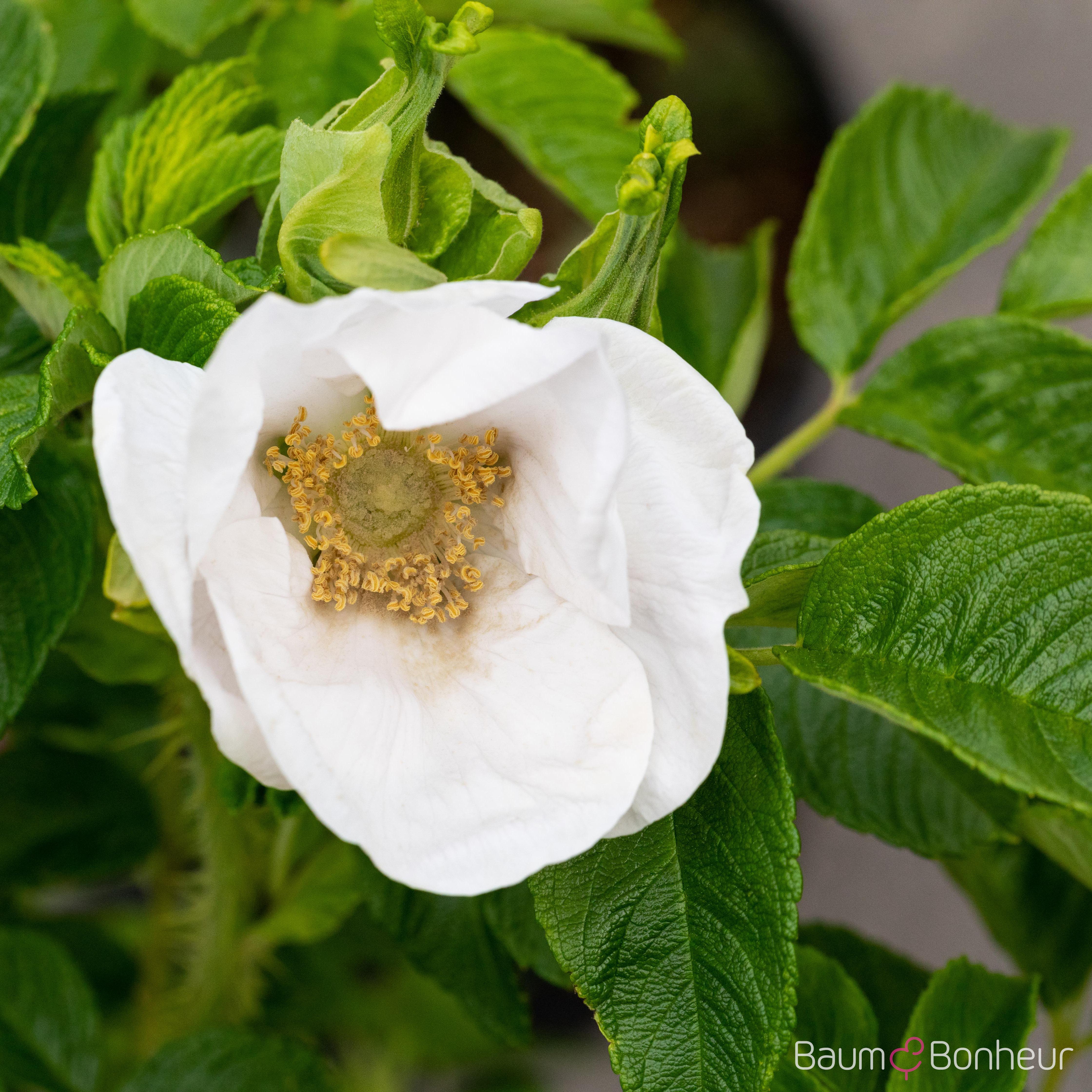 Rosa rugosa alba