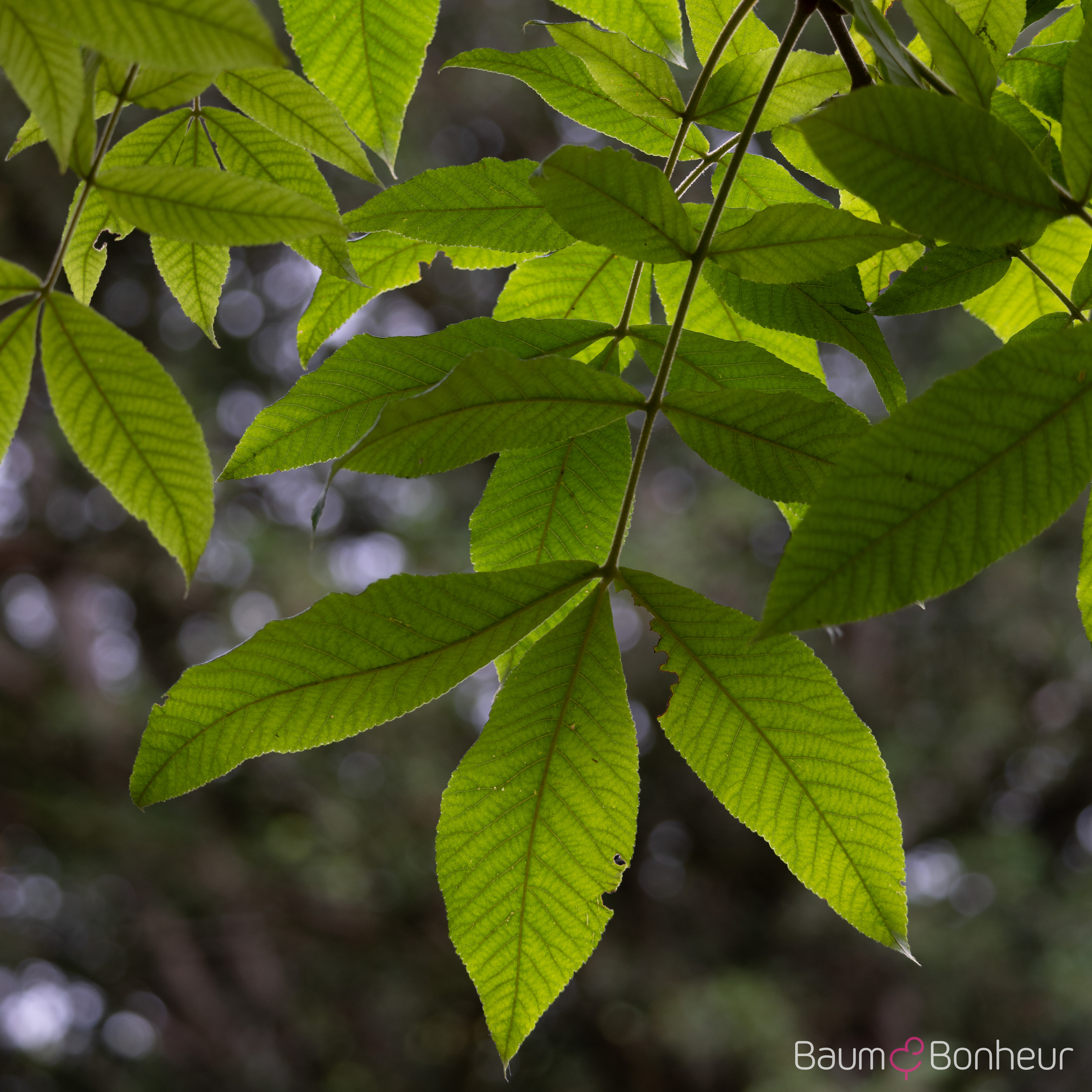 Carya illinoiensis