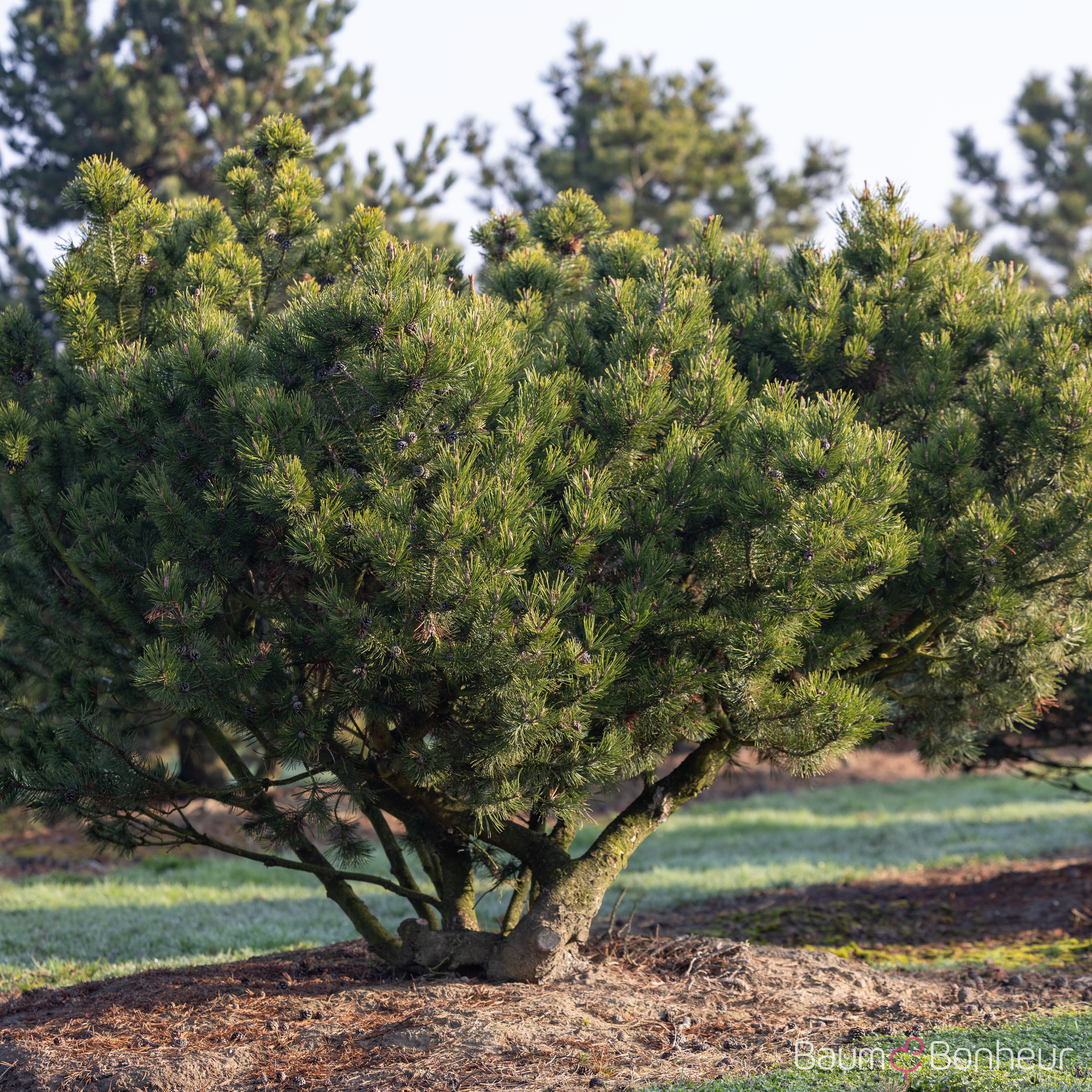 Pinus mugo mughus