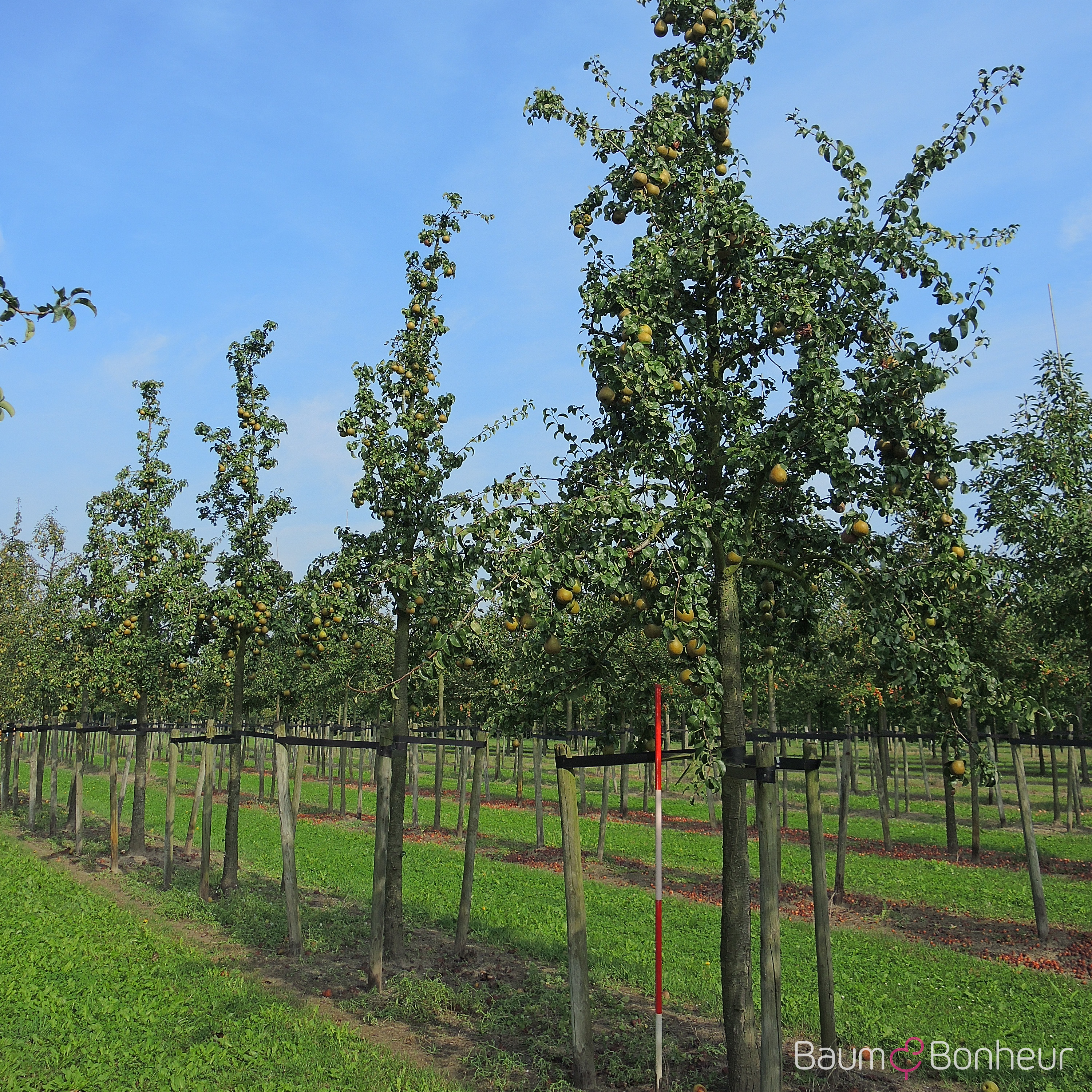Pyrus communis 'Gellerts Butterbirne'