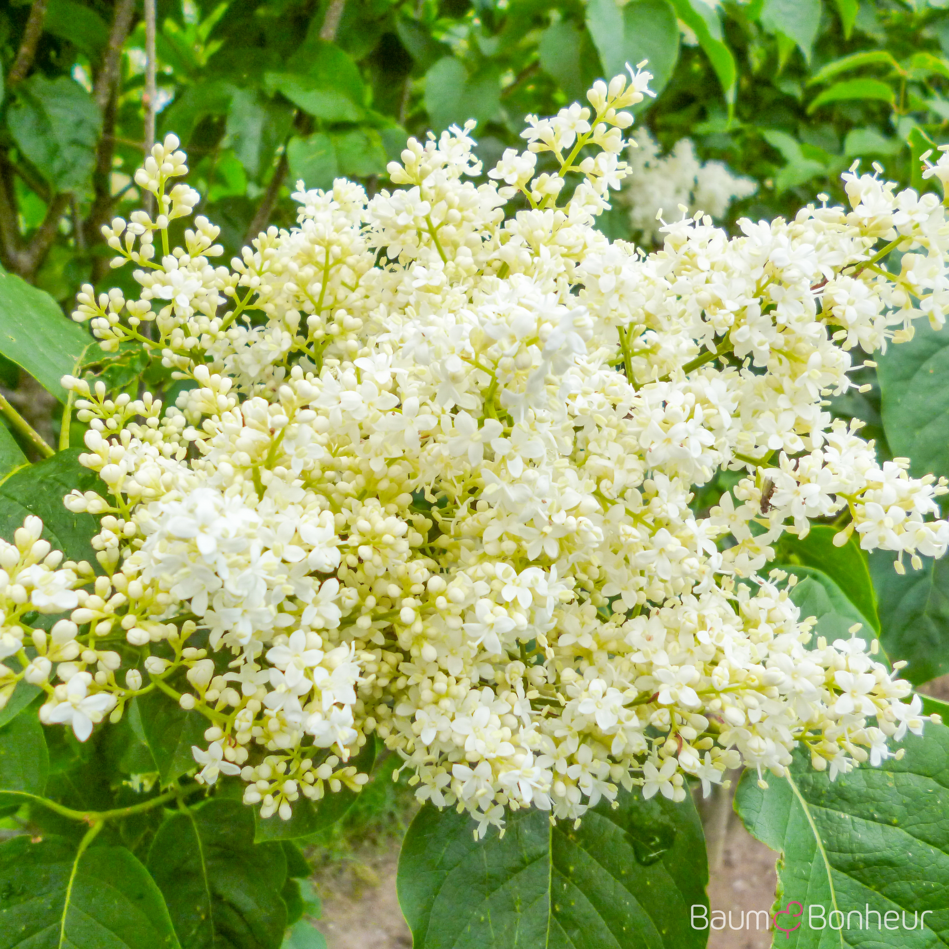 Syringa reticulata 'Ivory Silk'