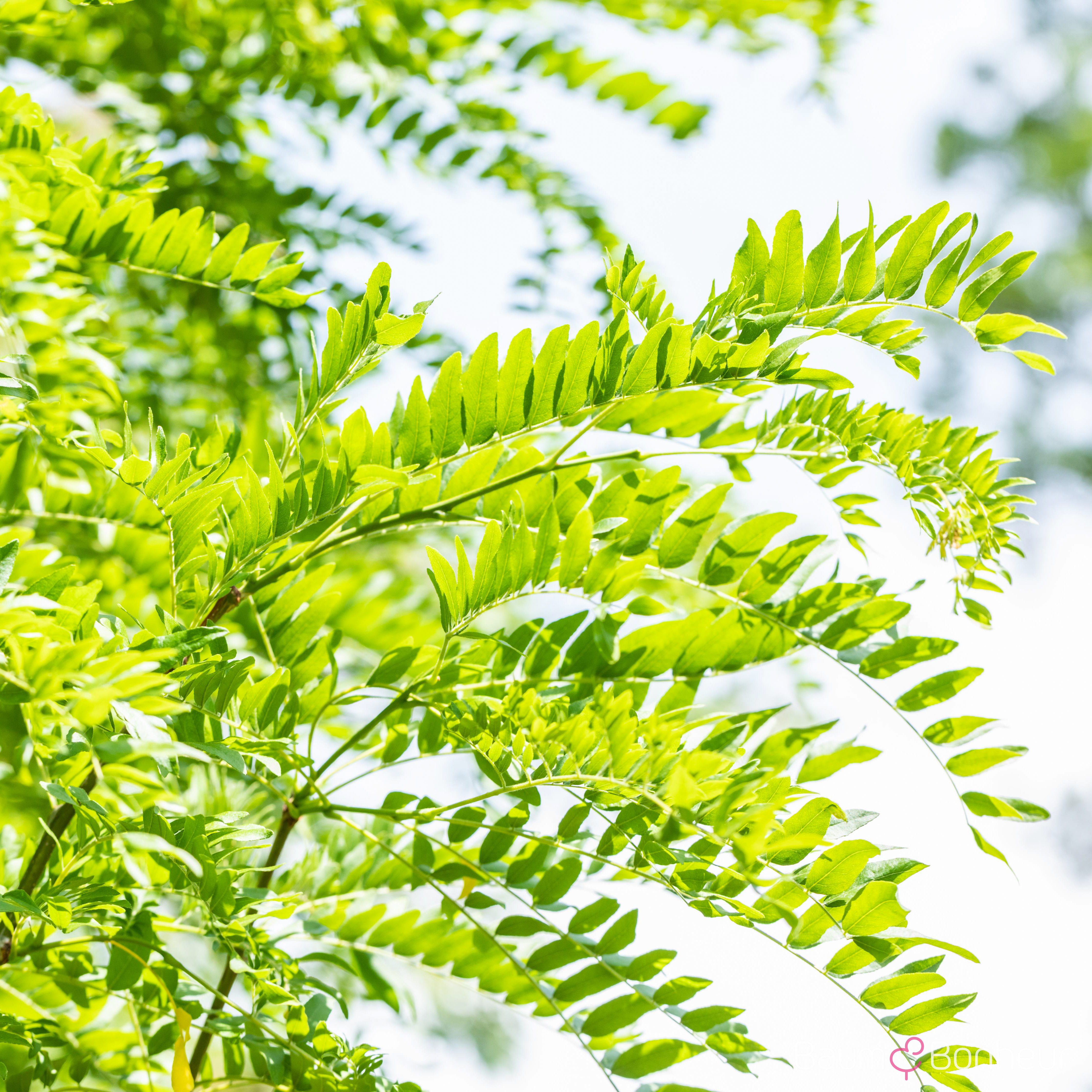 Gleditsia triacanthos 'Skyline'