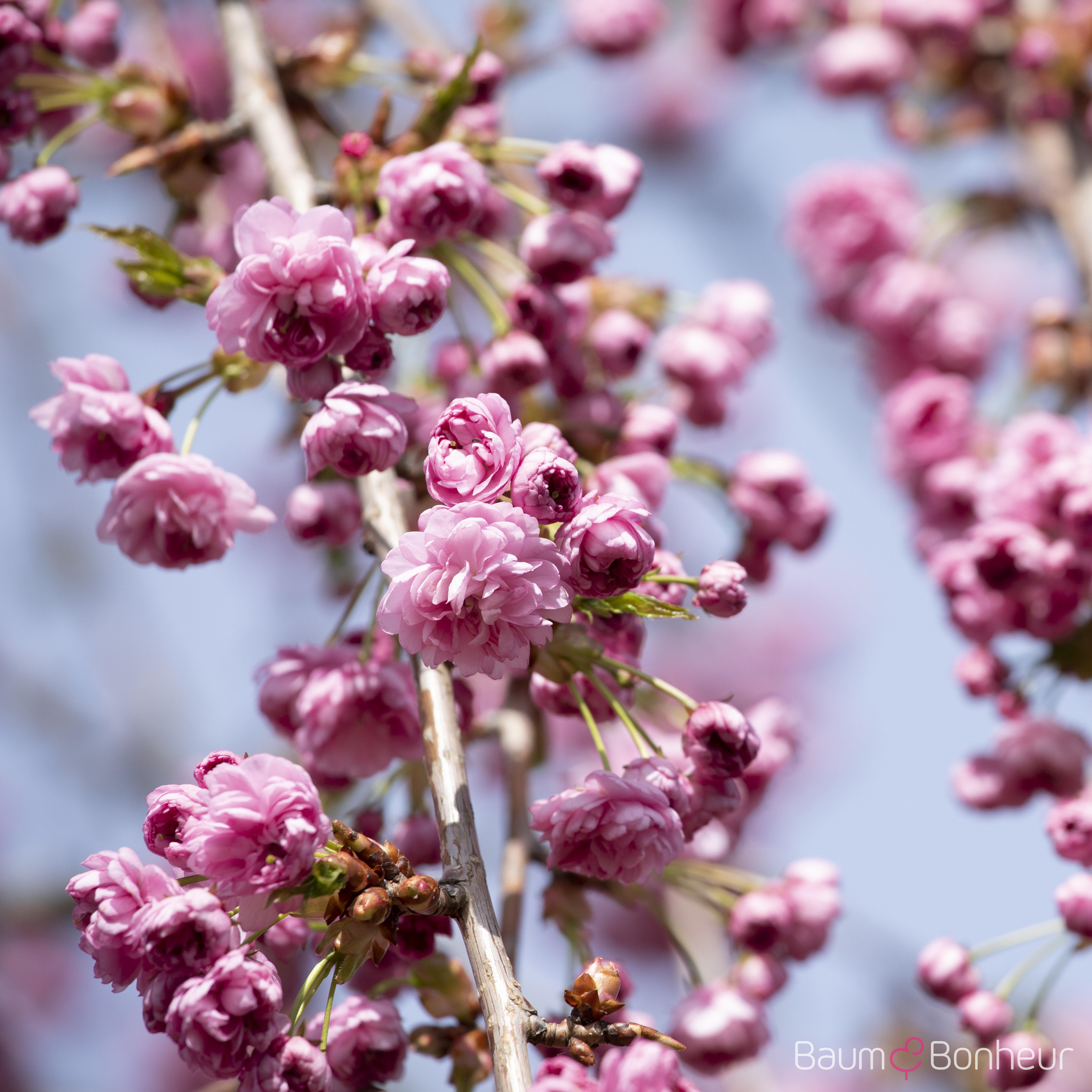 Prunus serrulata 'Kiku-shidare-zakura'