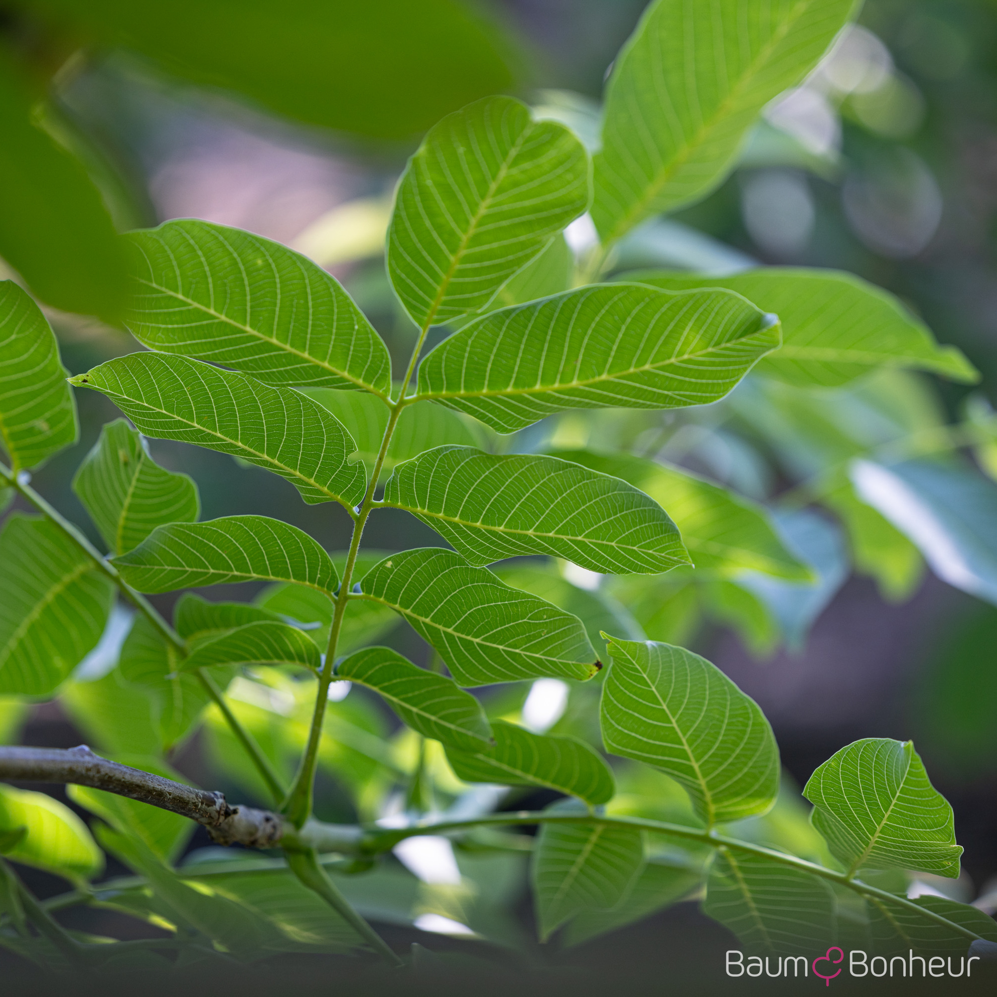 Juglans regia