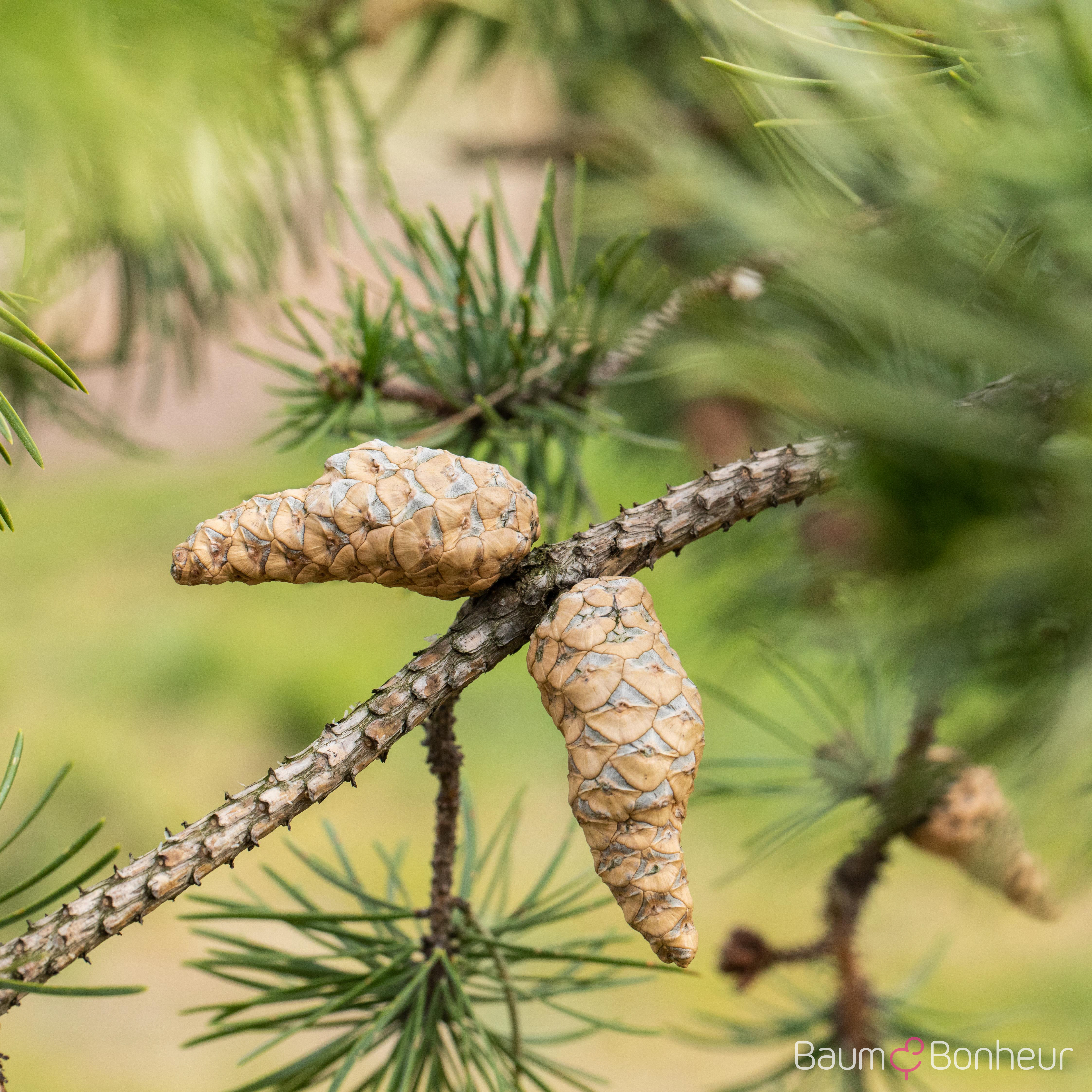 Pinus banksiana