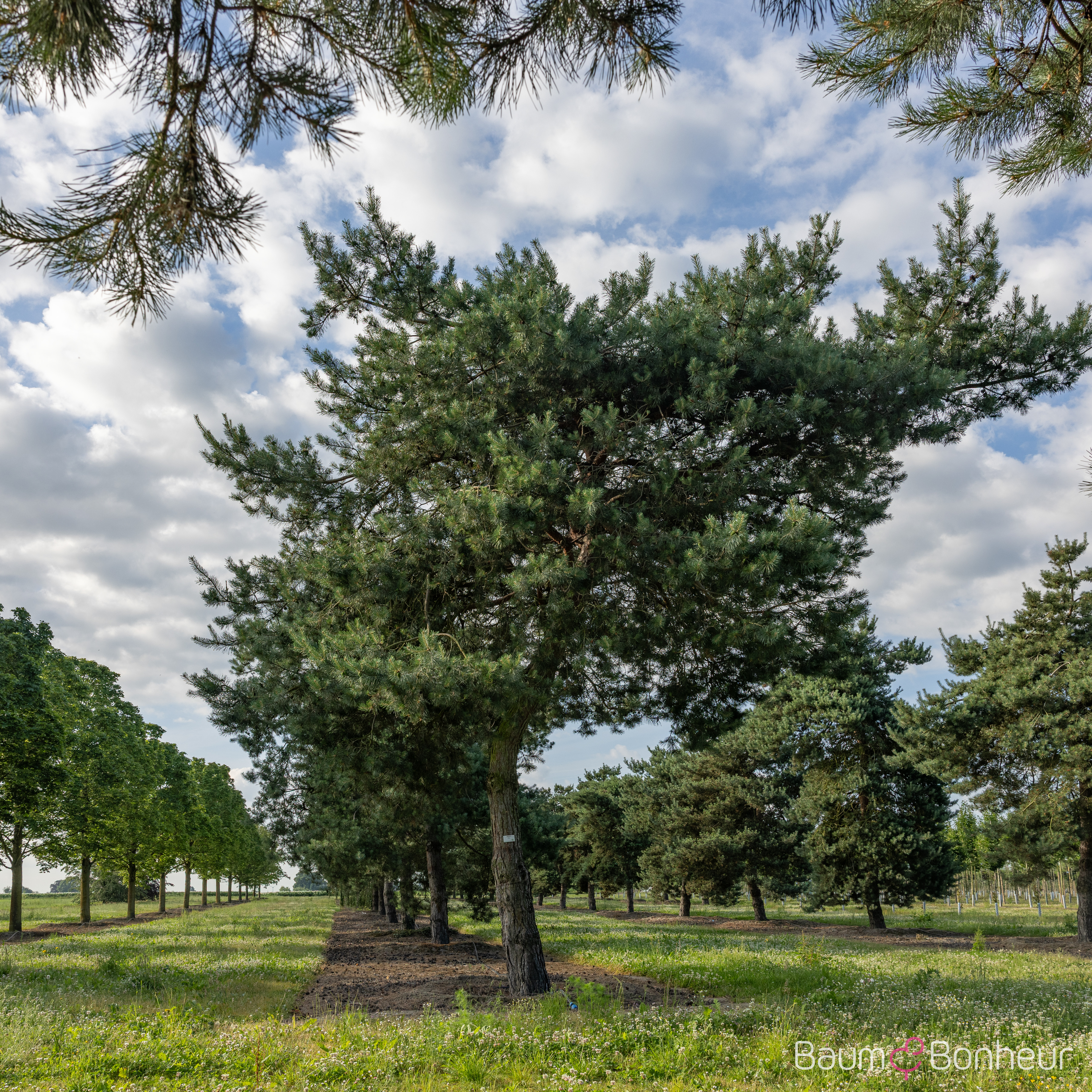 Pinus sylvestris