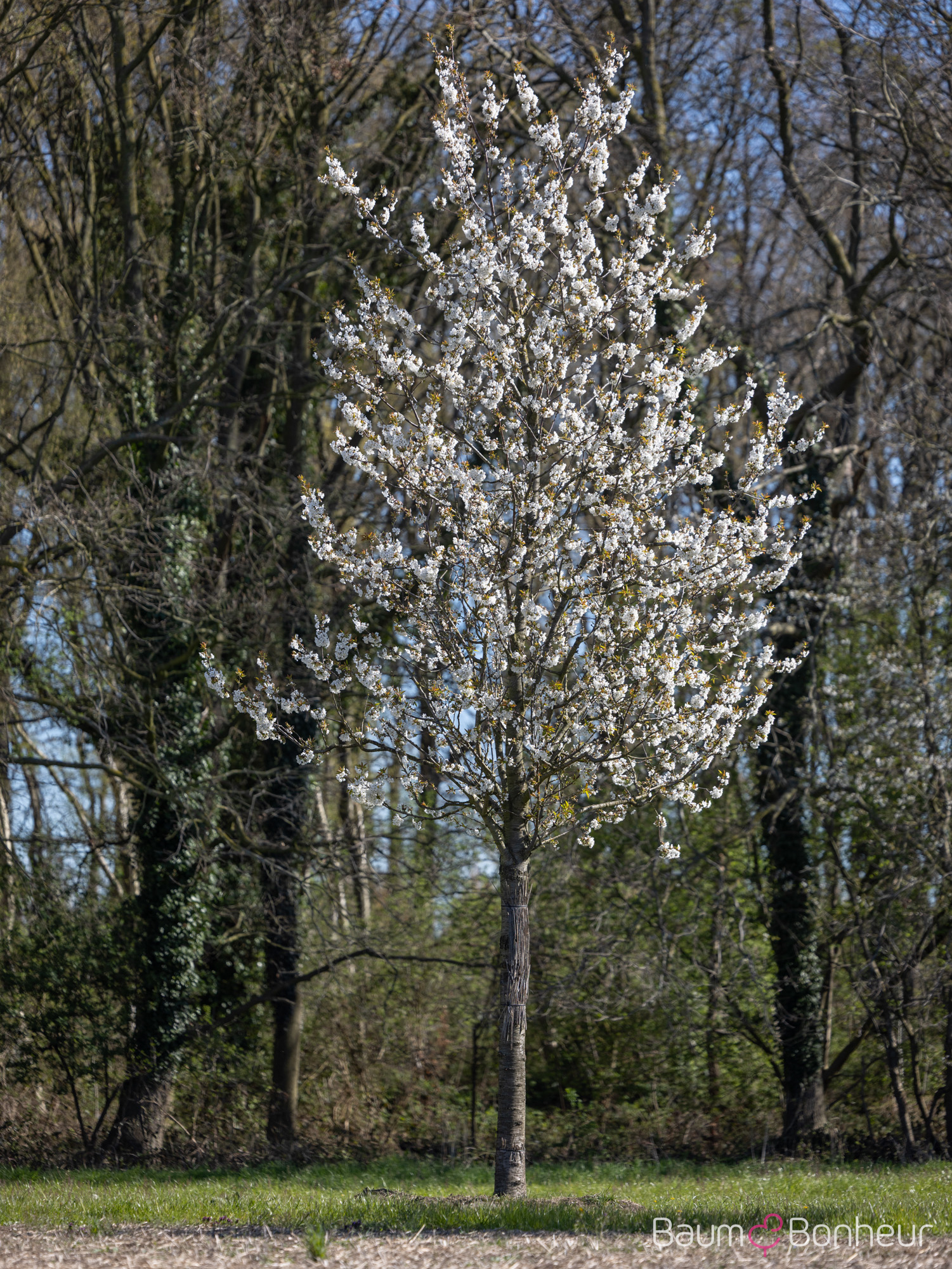 Prunus av. 'Hedelfinger Riesenkirsche'