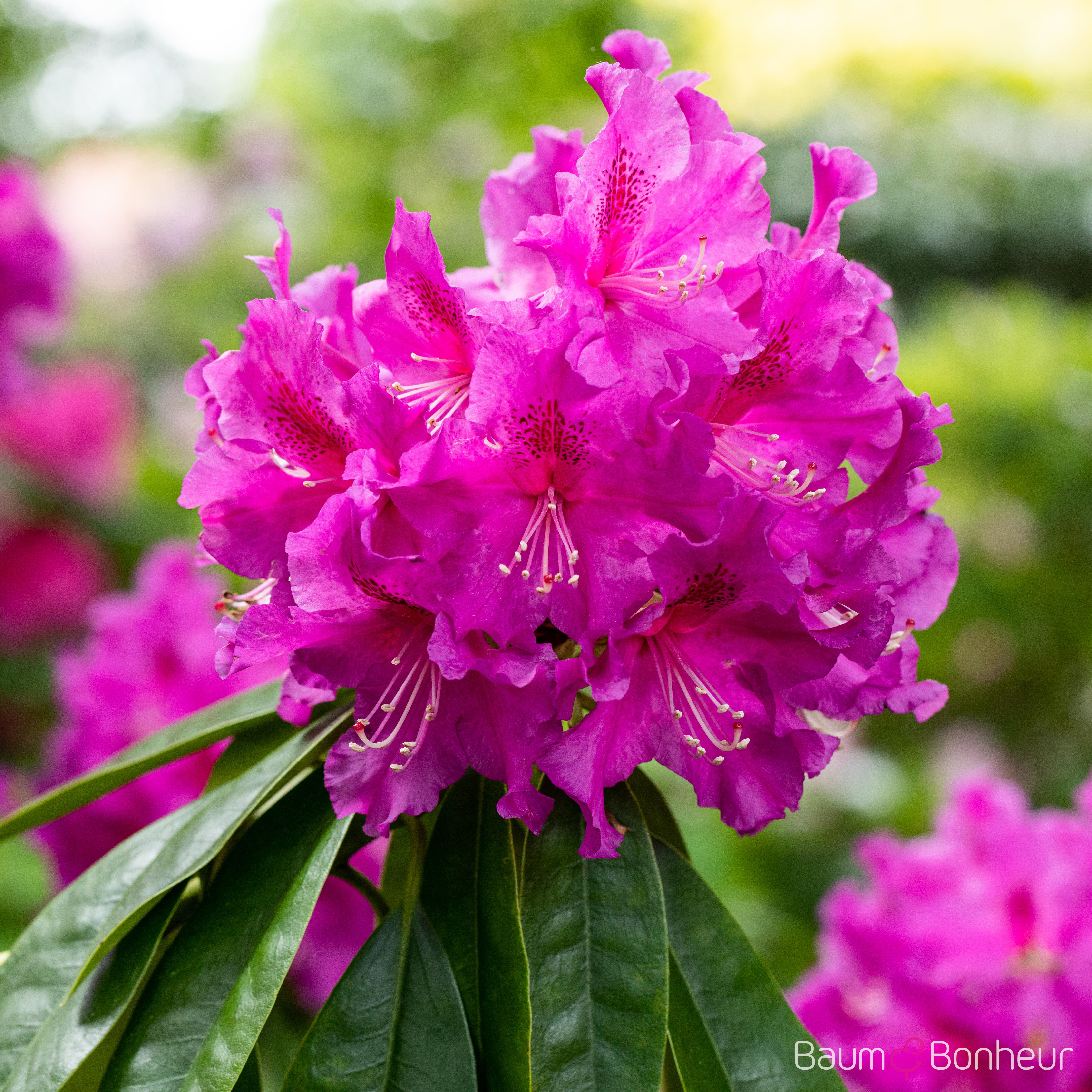 Rhododendron 'Lilofee'