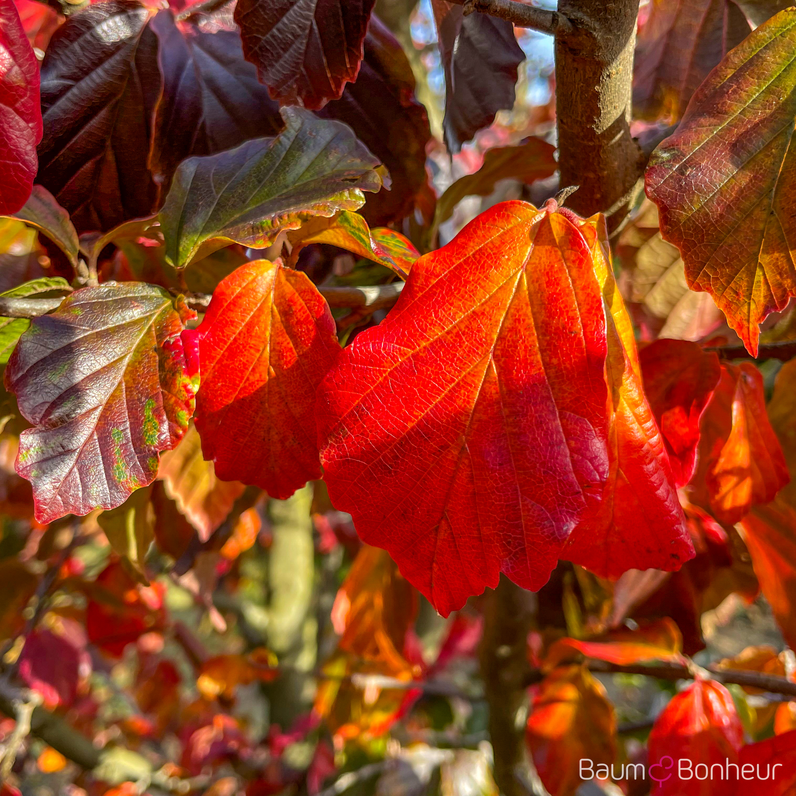Parrotia persica 'Feliciê'