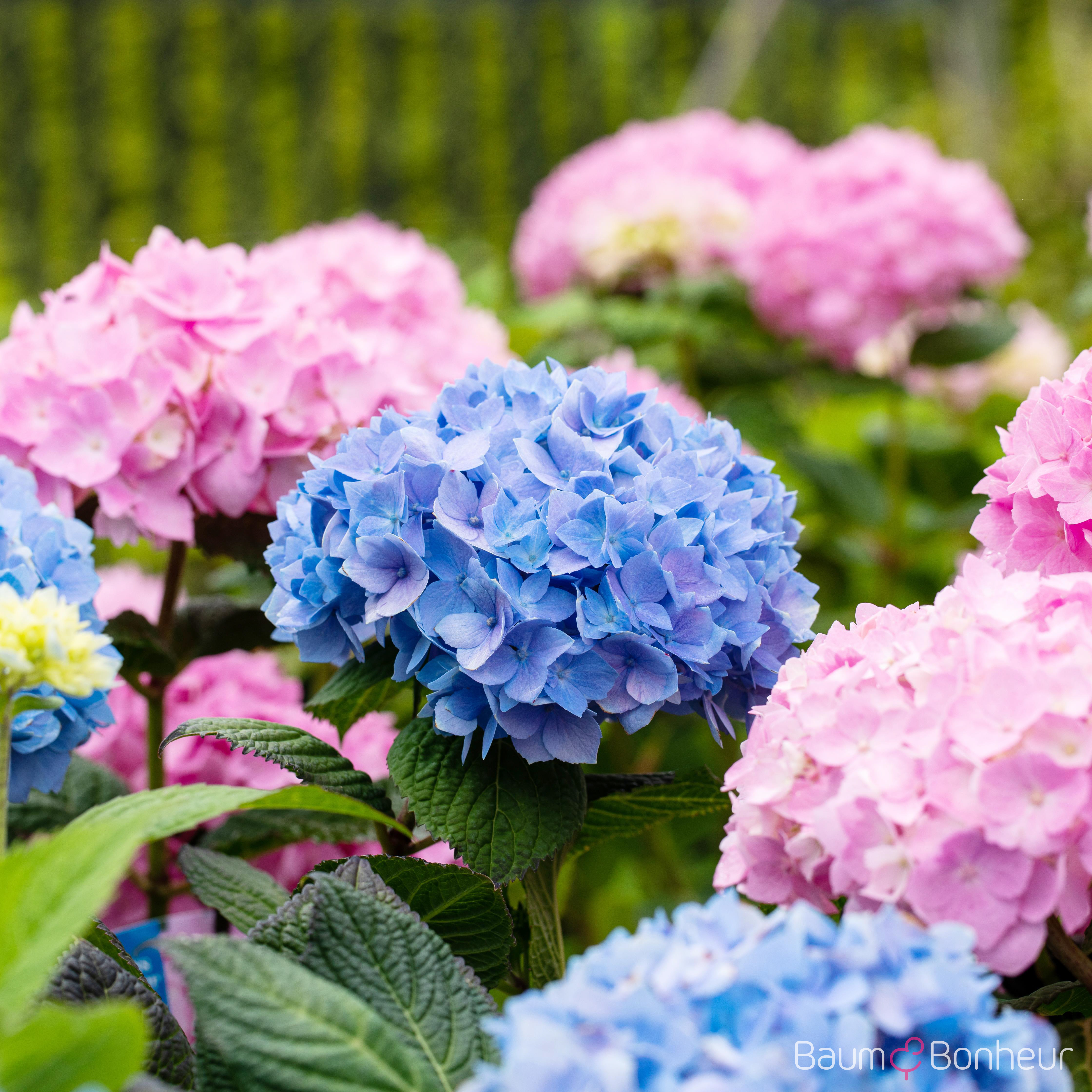 Hydrangea macrophylla 'Endless Summer'®