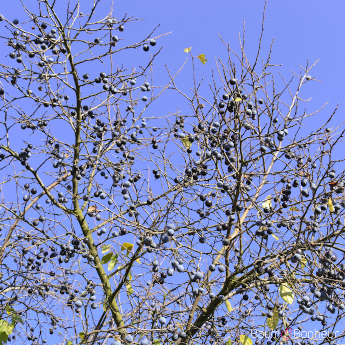 Prunus spinosa