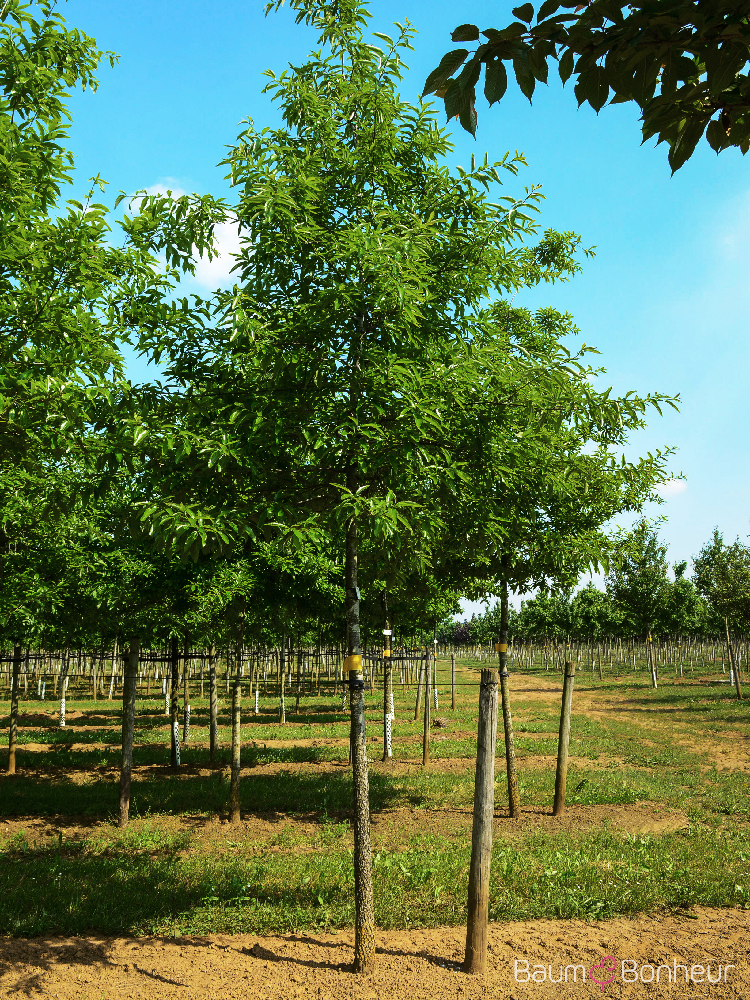 Quercus imbricaria