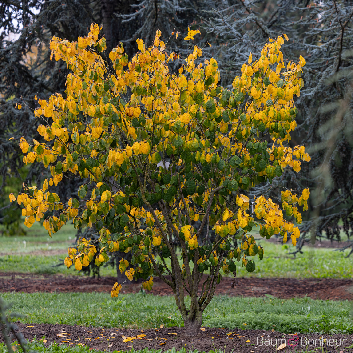 Hamamelis mollis