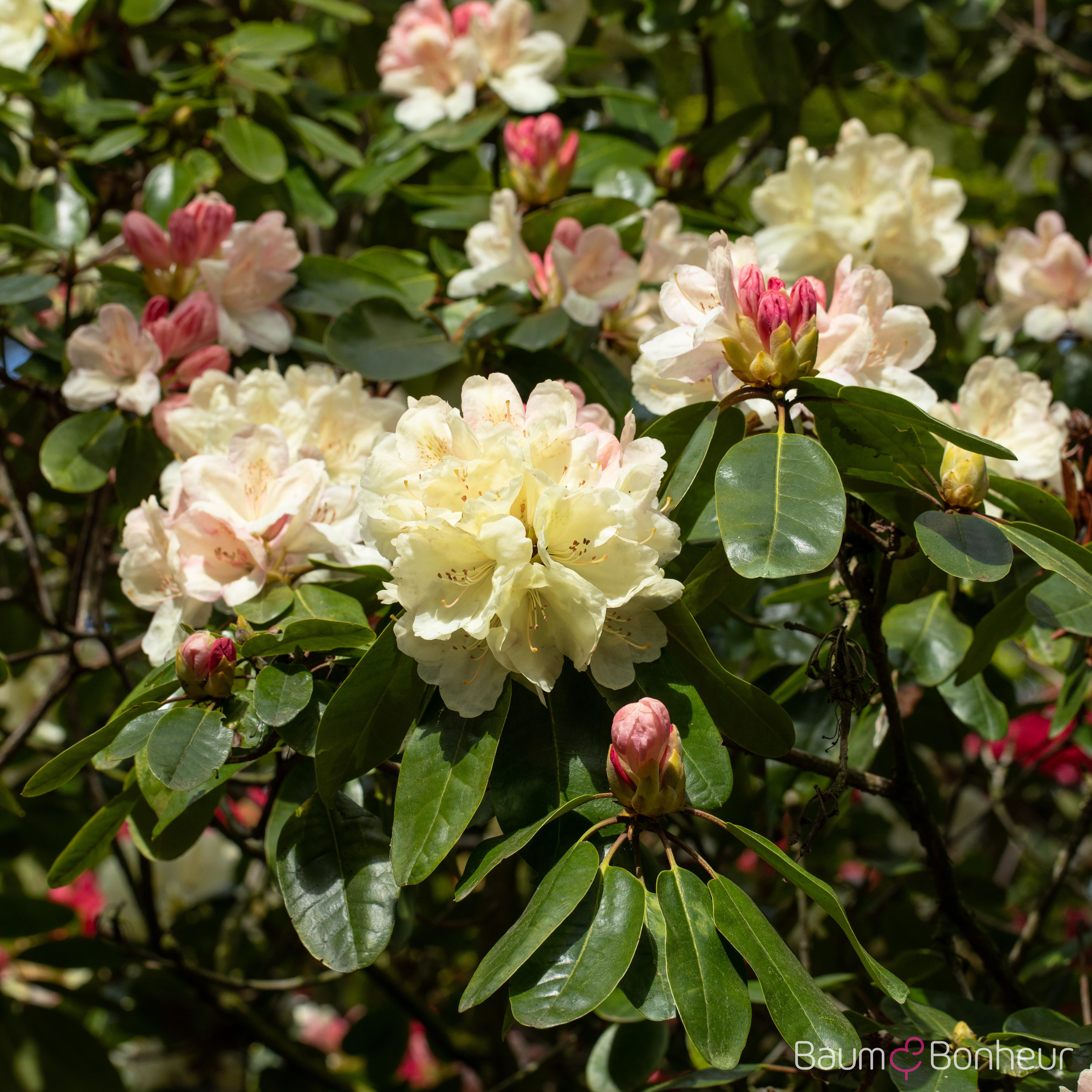 Rhododendron 'Ehrengold'