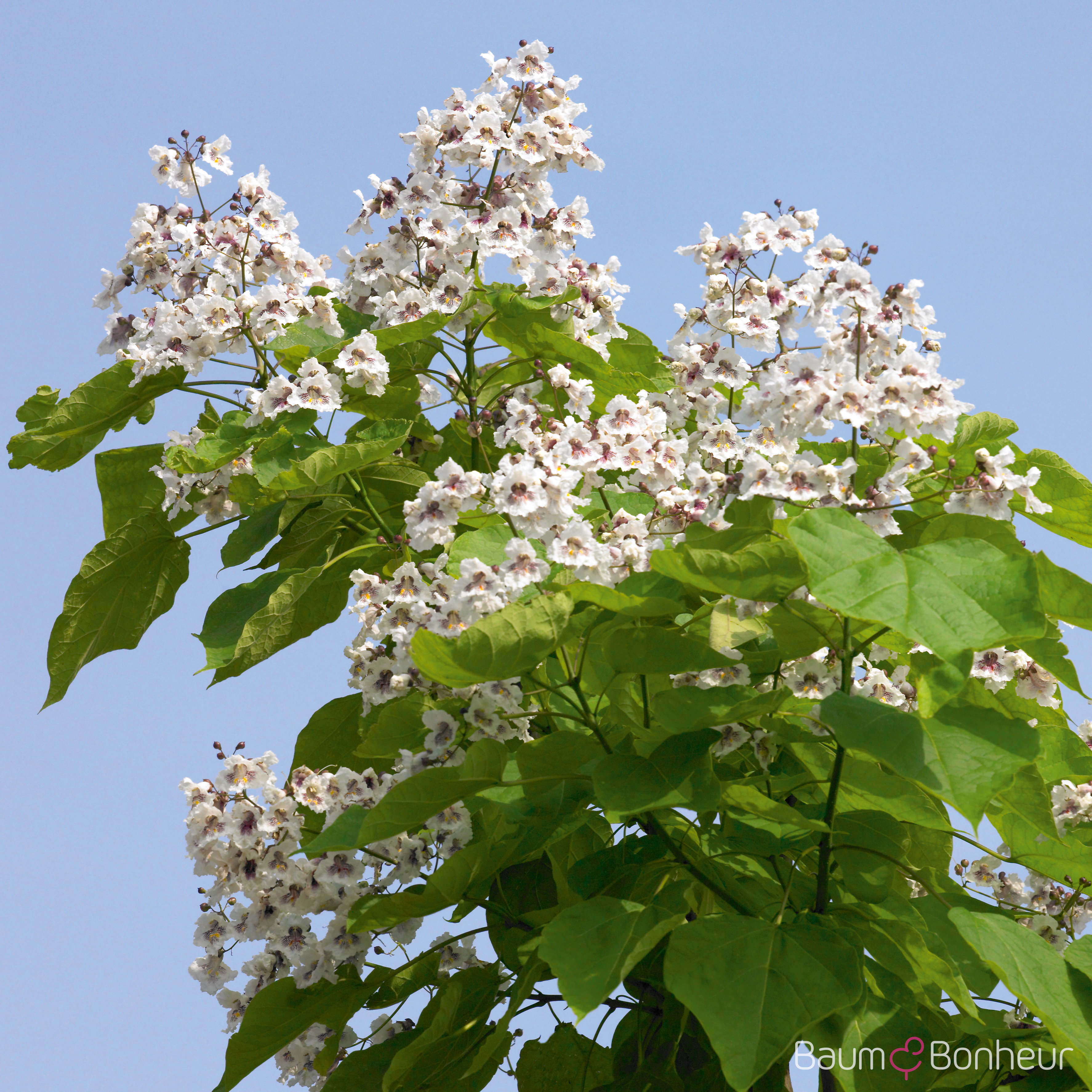 Catalpa bignonioides