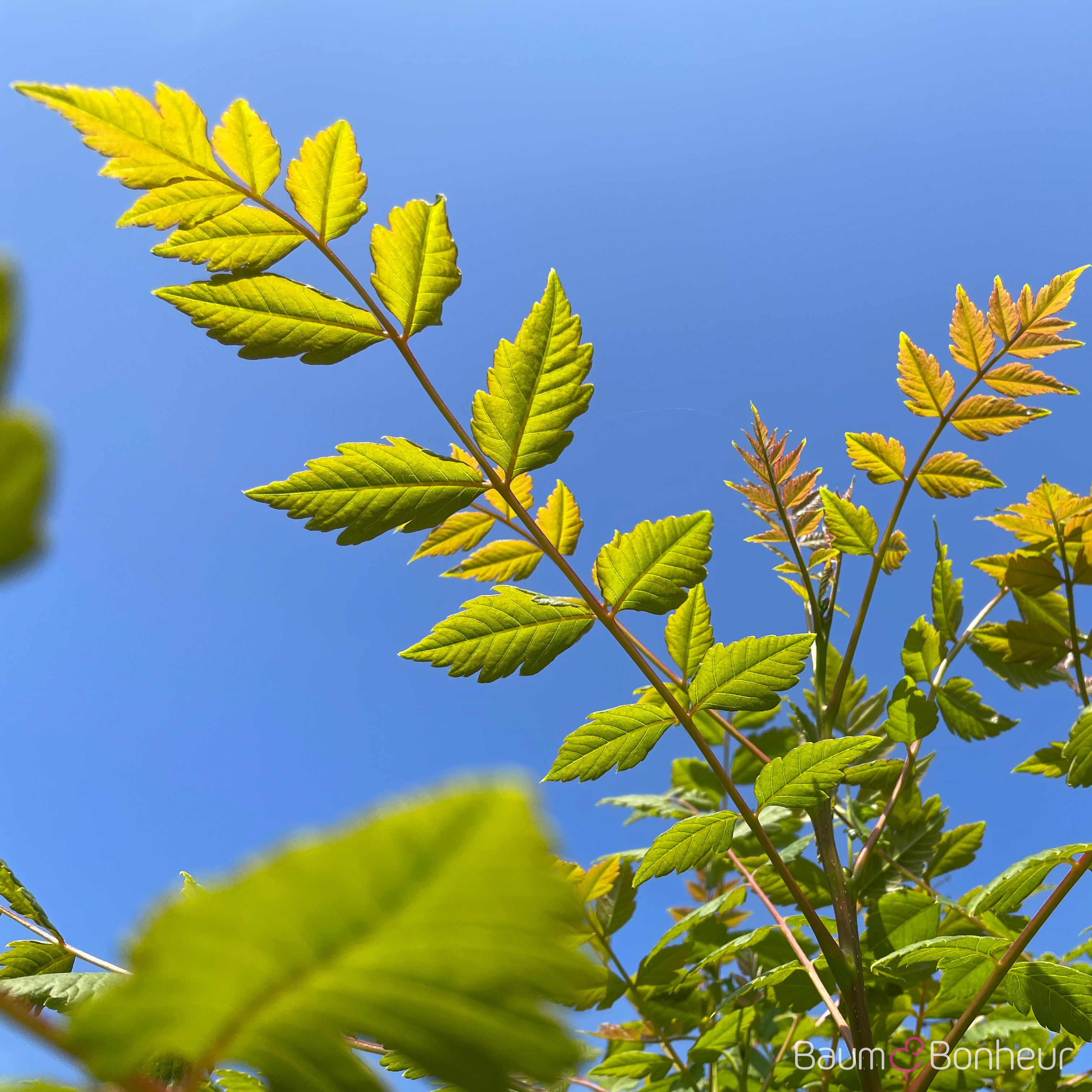 Koelreuteria paniculata