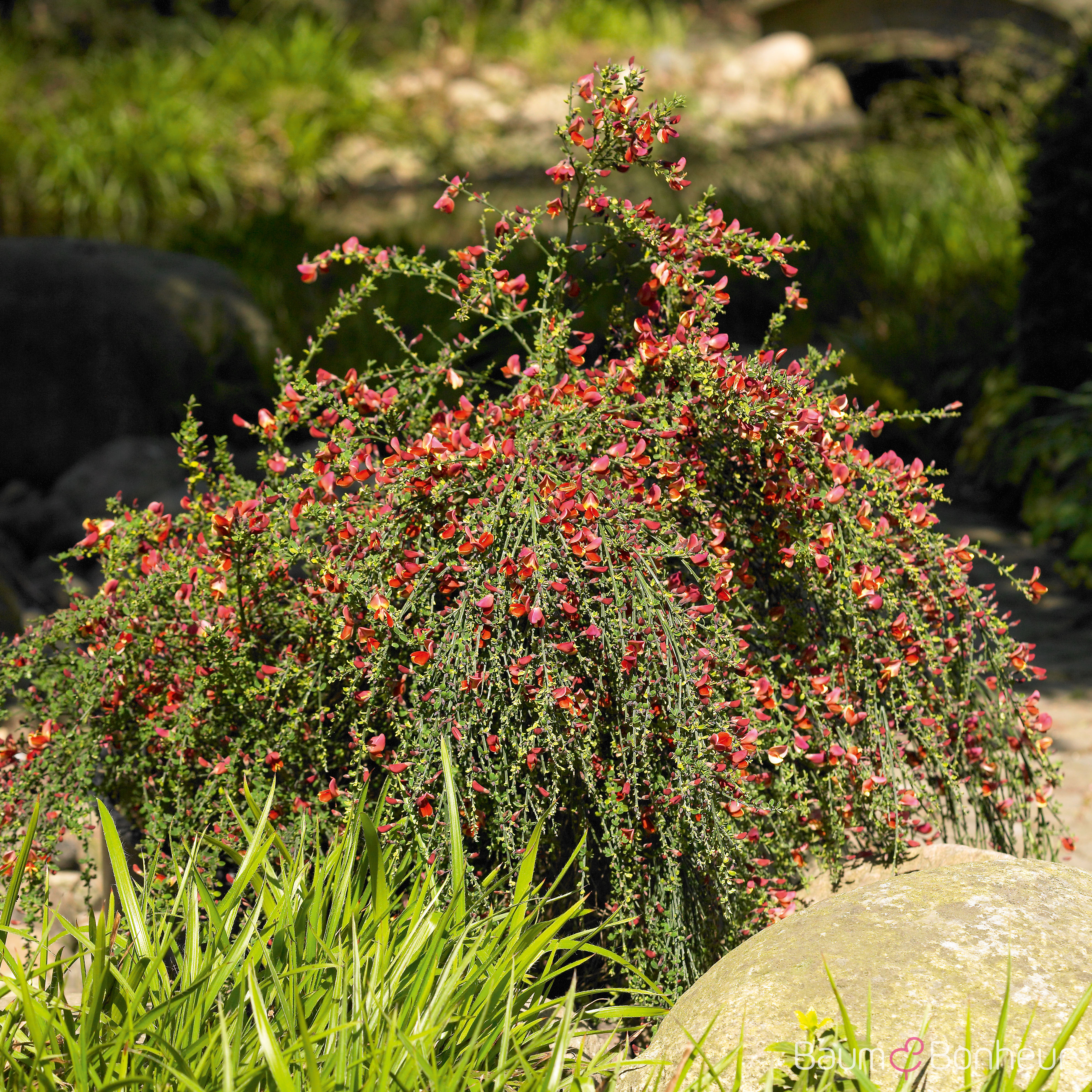 Cytisus scoparius 'Dorothy Walpole'