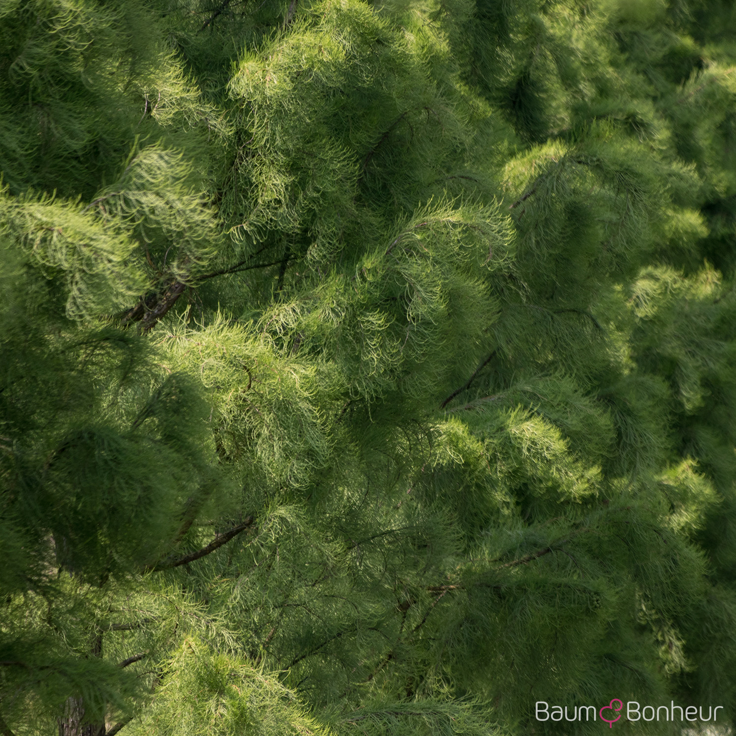 Taxodium distichum 'Nutans'