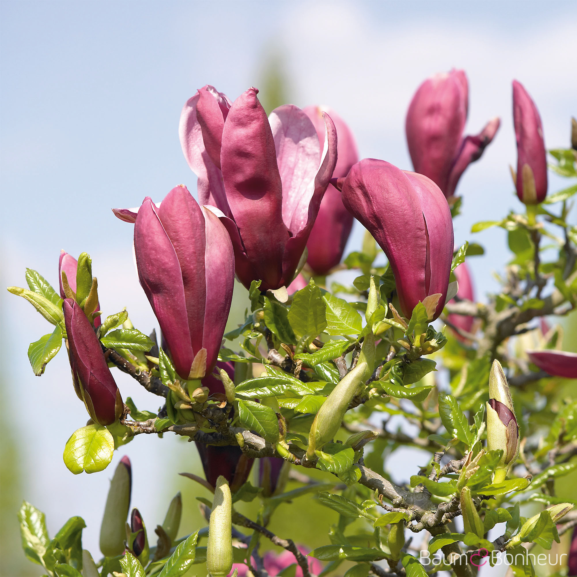 Magnolia liliflora 'Nigra'