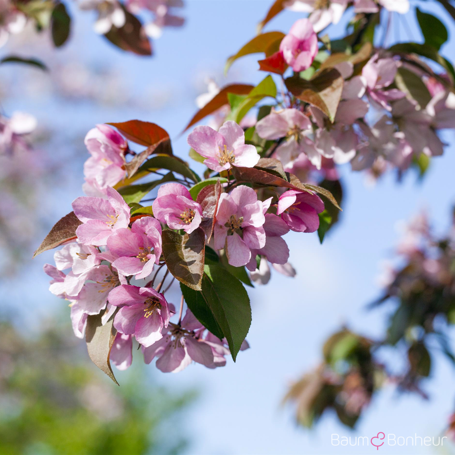 Malus floribunda