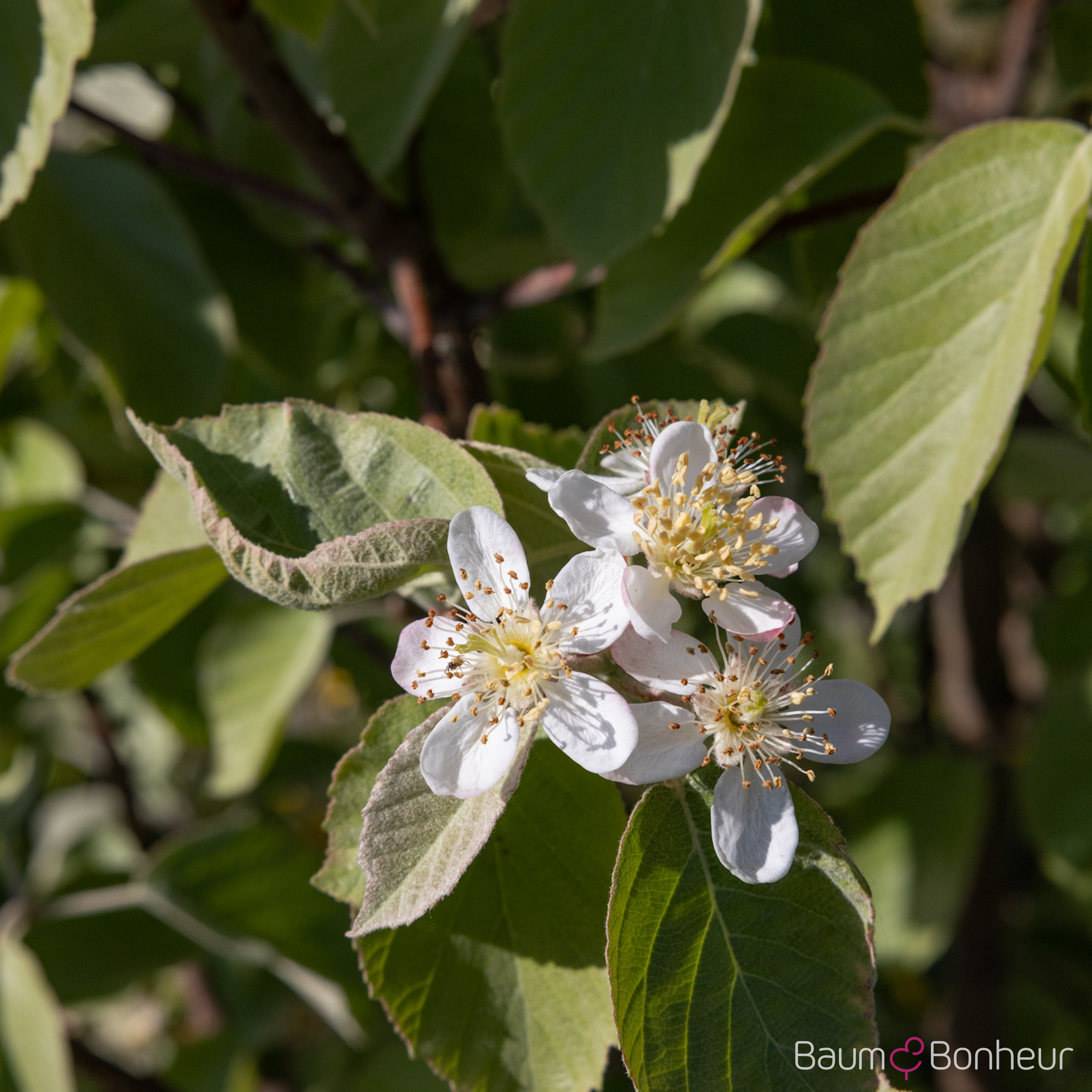 Malus tschonoskii