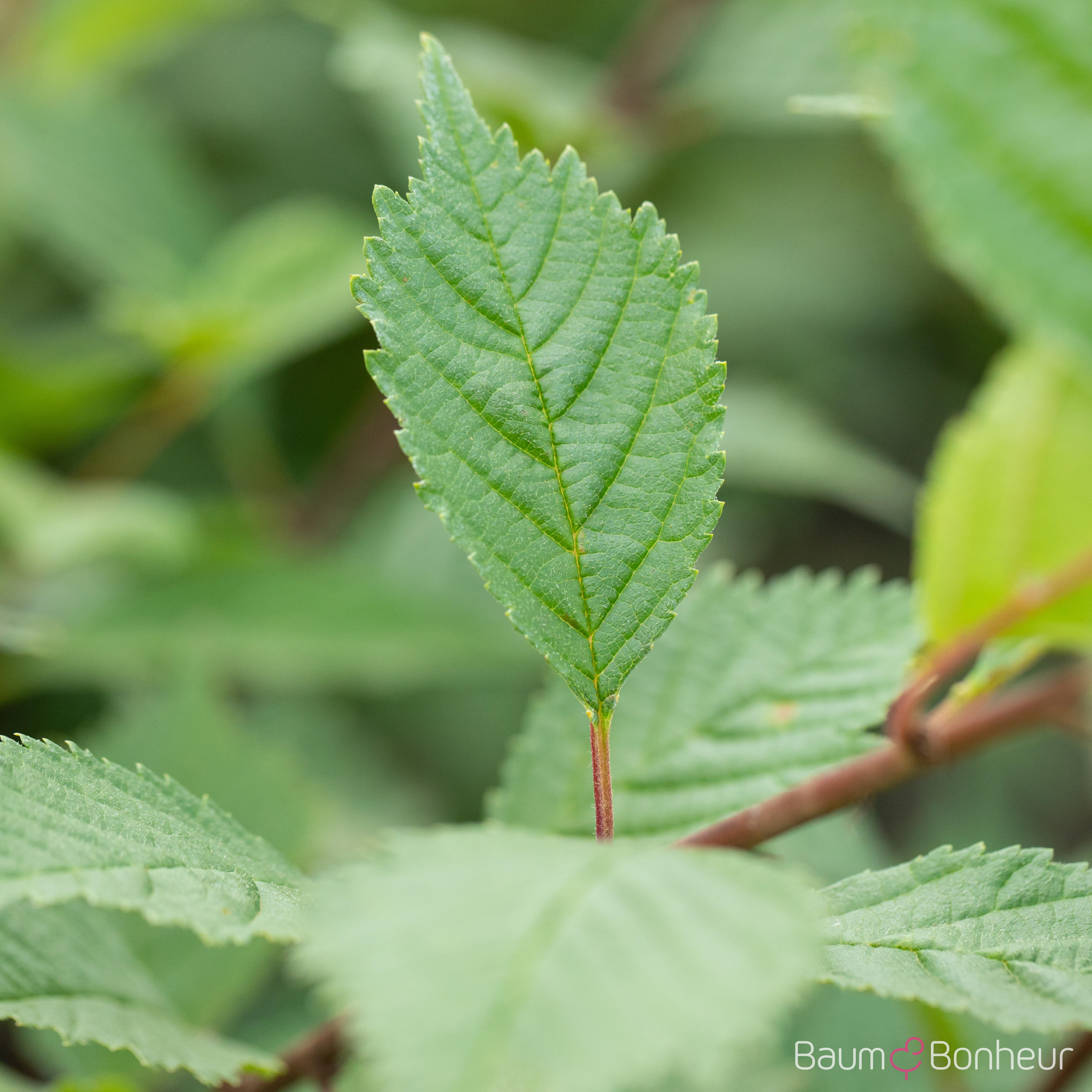 Ulmus hollandica 'Lobel'