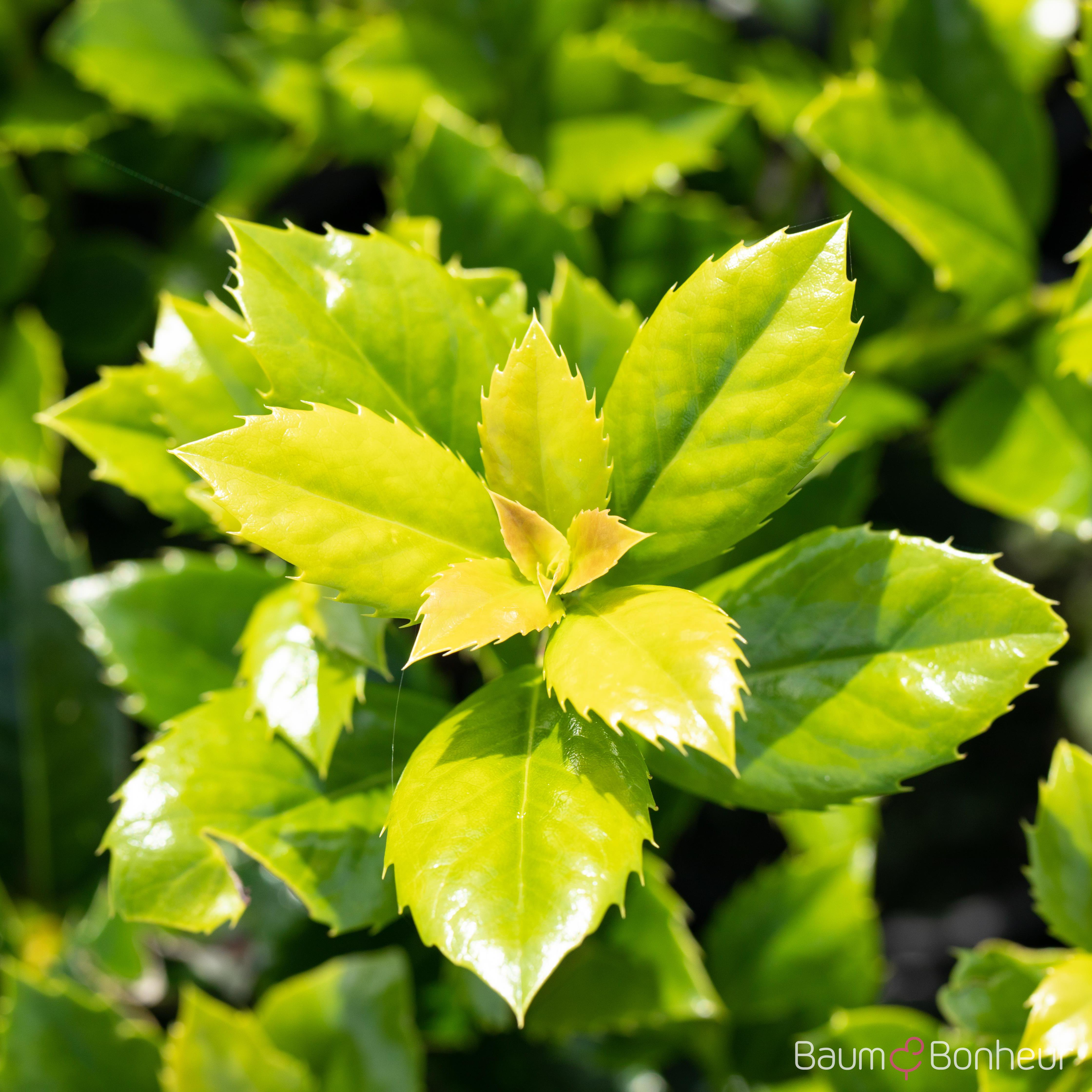 Ilex meserveae 'Heckenfee'®