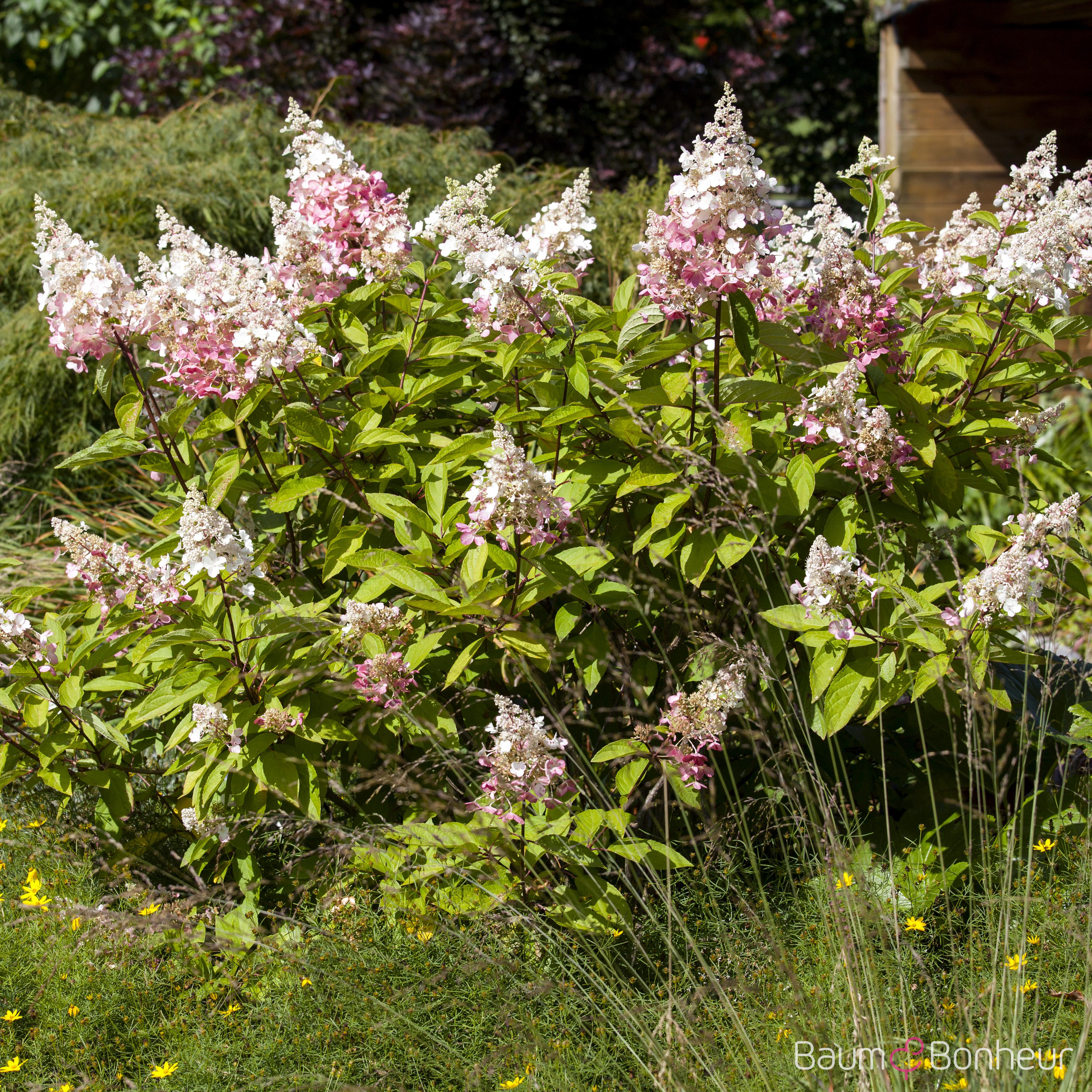 Hydrangea paniculata 'Pinky Winky'®