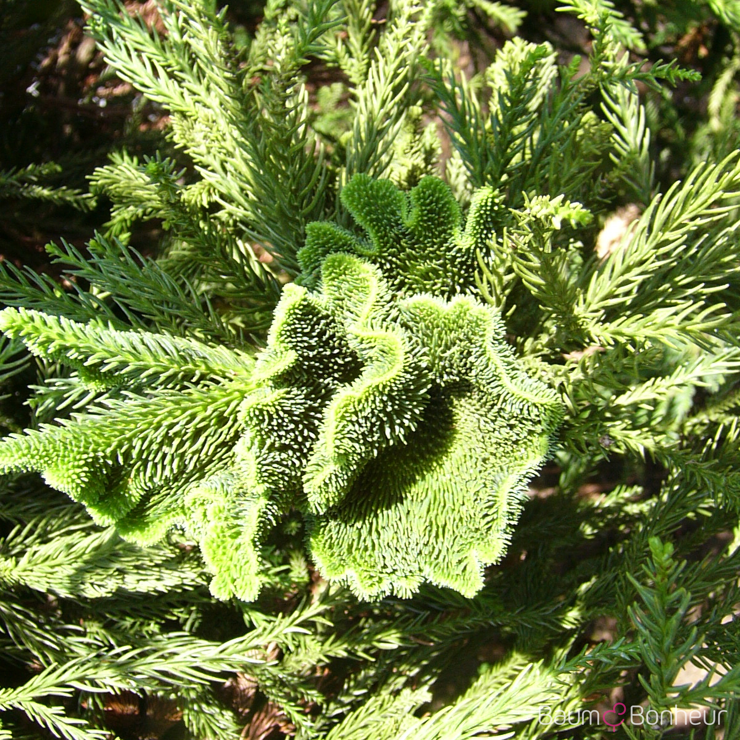 Cryptomeria japonica 'Cristata'