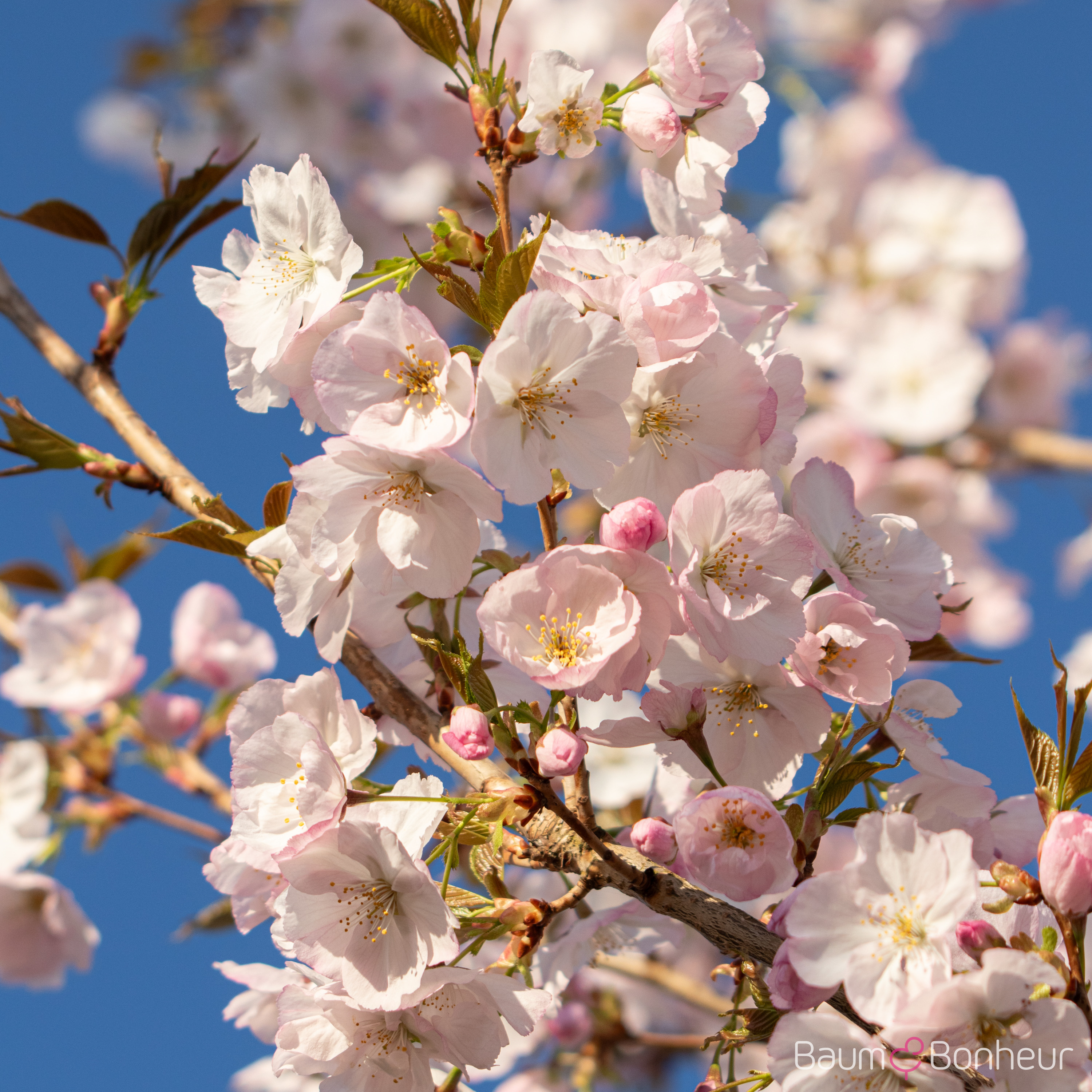 Prunus 'Sunset Boulevard'